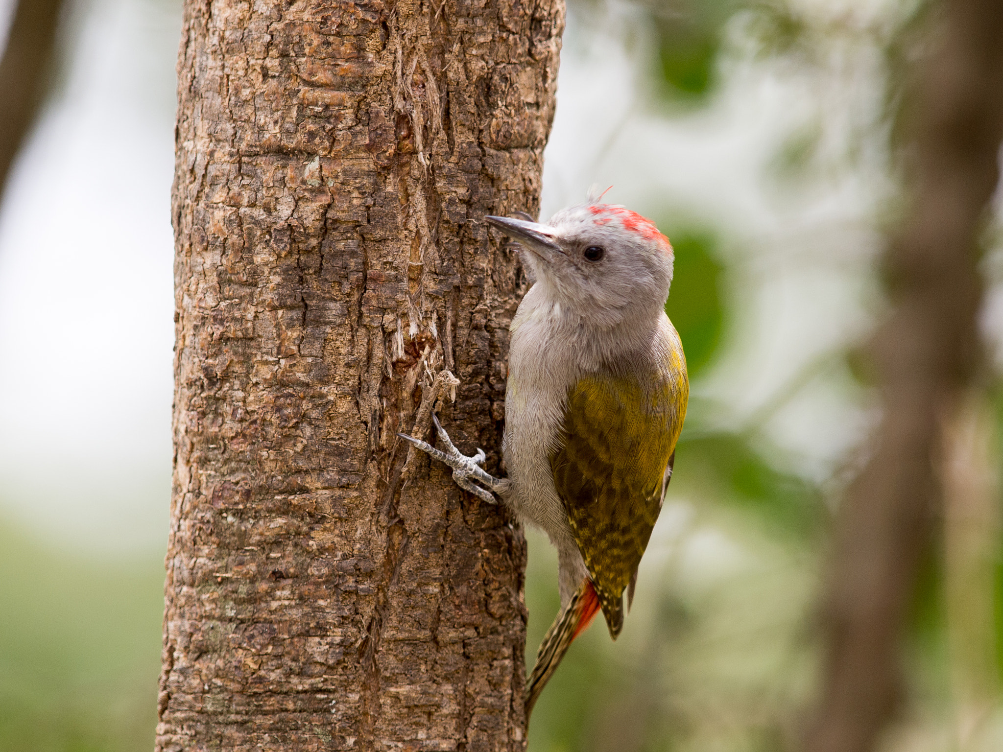 Olympus E-5 + OLYMPUS 300mm Lens sample photo. Grey woodpecker photography