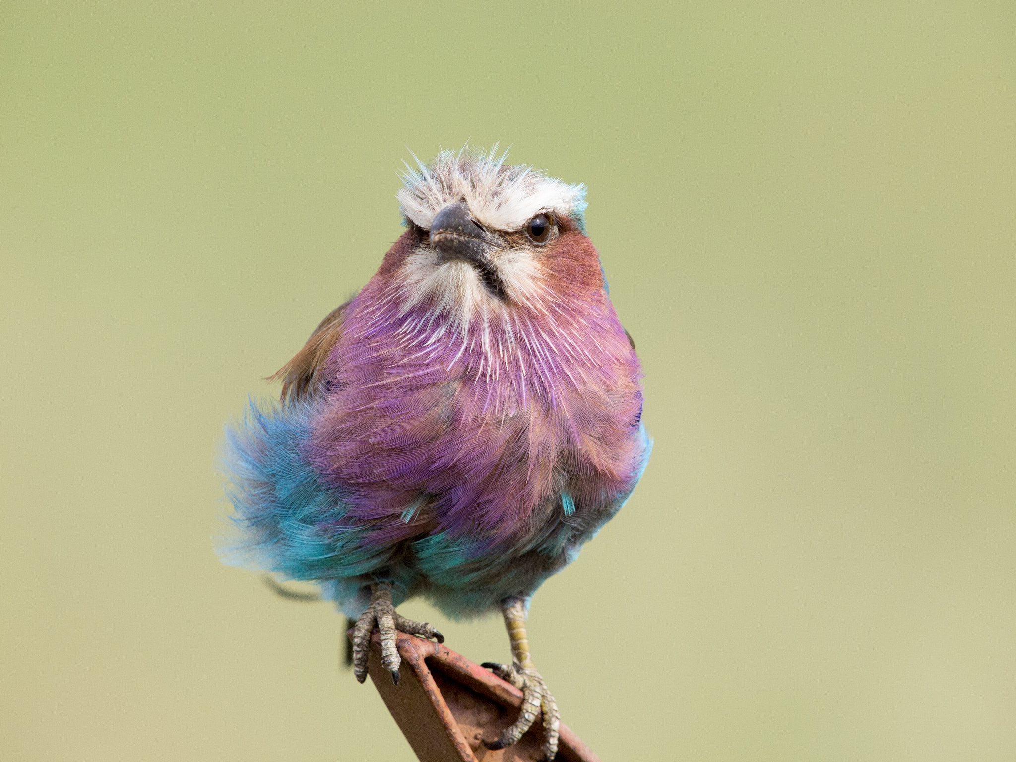 Olympus E-5 + OLYMPUS 300mm Lens sample photo. Lilac-breasted roller photography