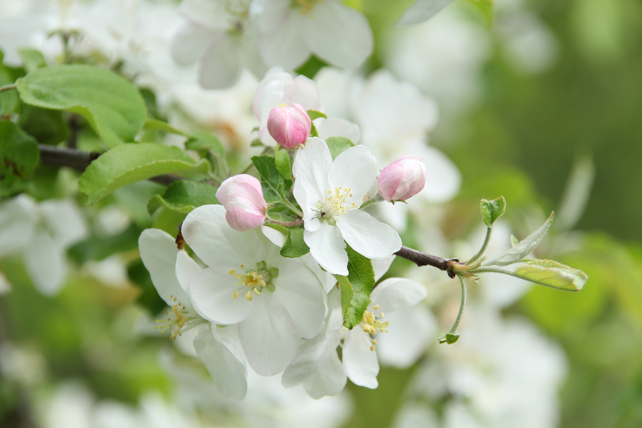 Sigma 18-200mm f/3.5-6.3 DC OS sample photo. Яблони в цвету photography