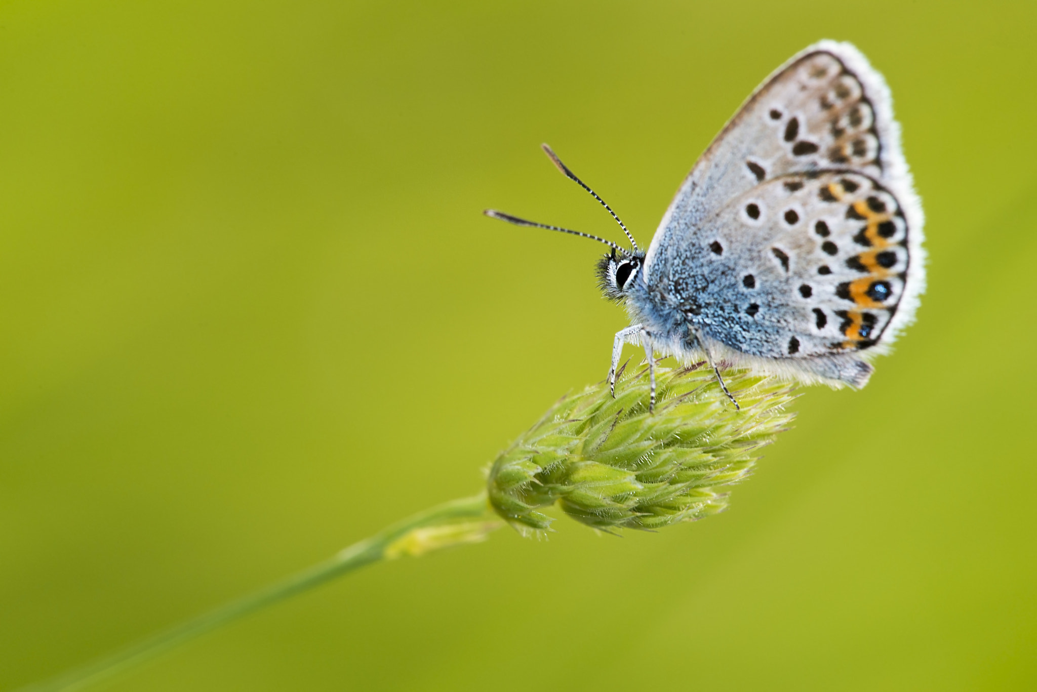 Sigma 150mm F2.8 EX DG Macro HSM sample photo. Natural photography