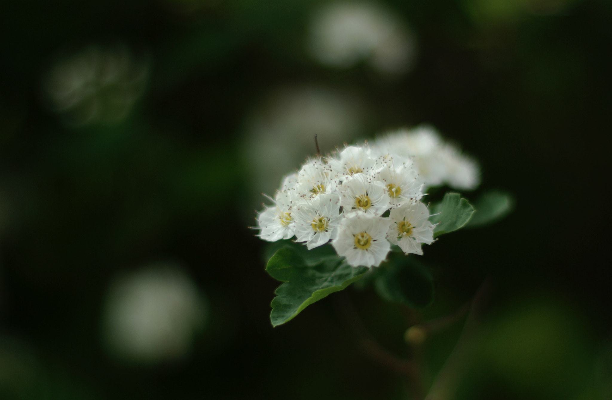 Pentax K10D + Pentax smc FA 50mm F1.4 sample photo. White and green photography