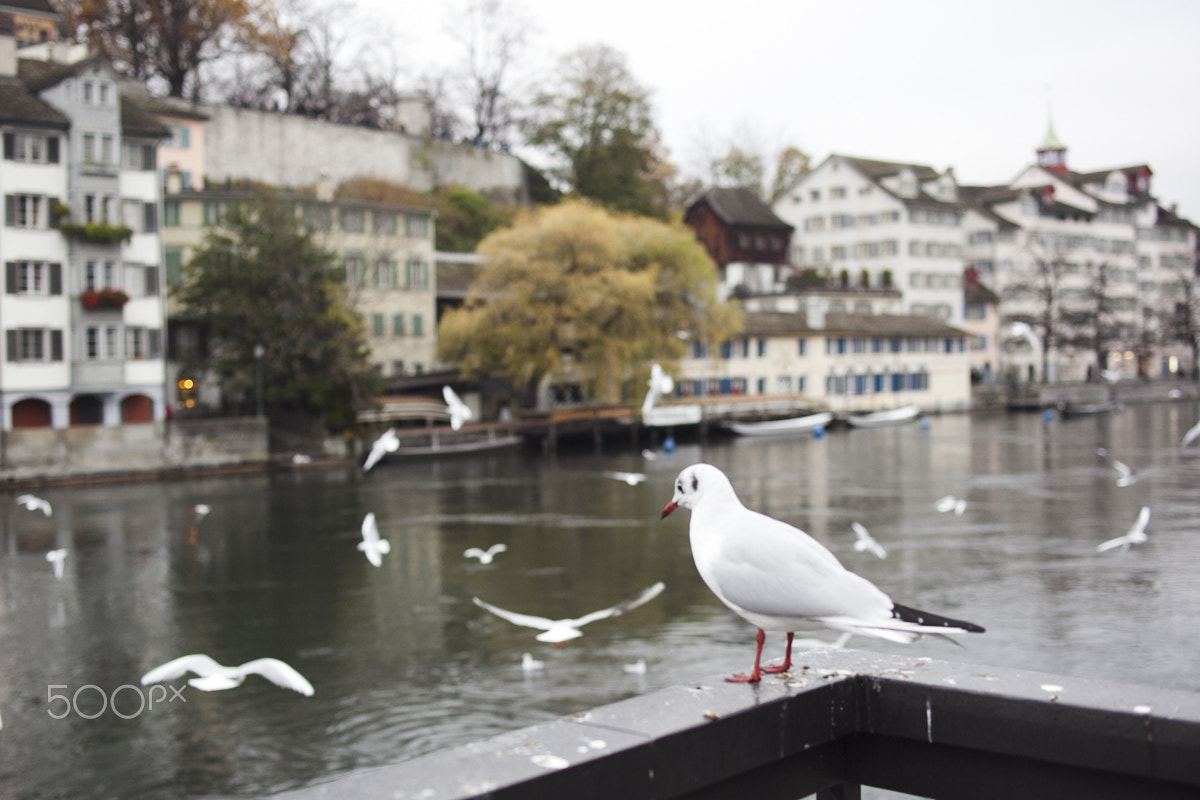 Canon EOS 5D Mark II + ZEISS Distagon T* 35mm F2 sample photo. Limmat river photography