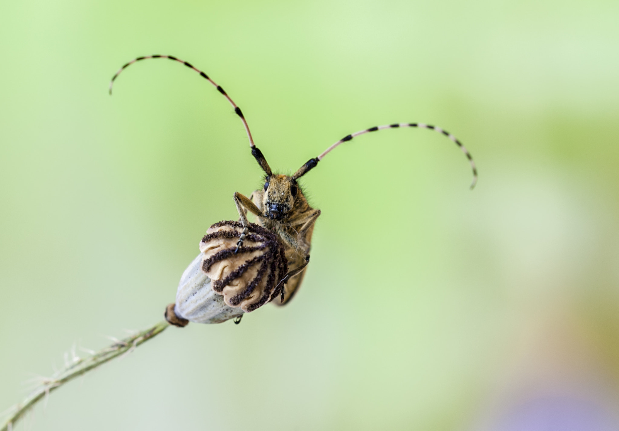 Sigma APO Macro 180mm F3.5 EX DG HSM sample photo. Bichito photography