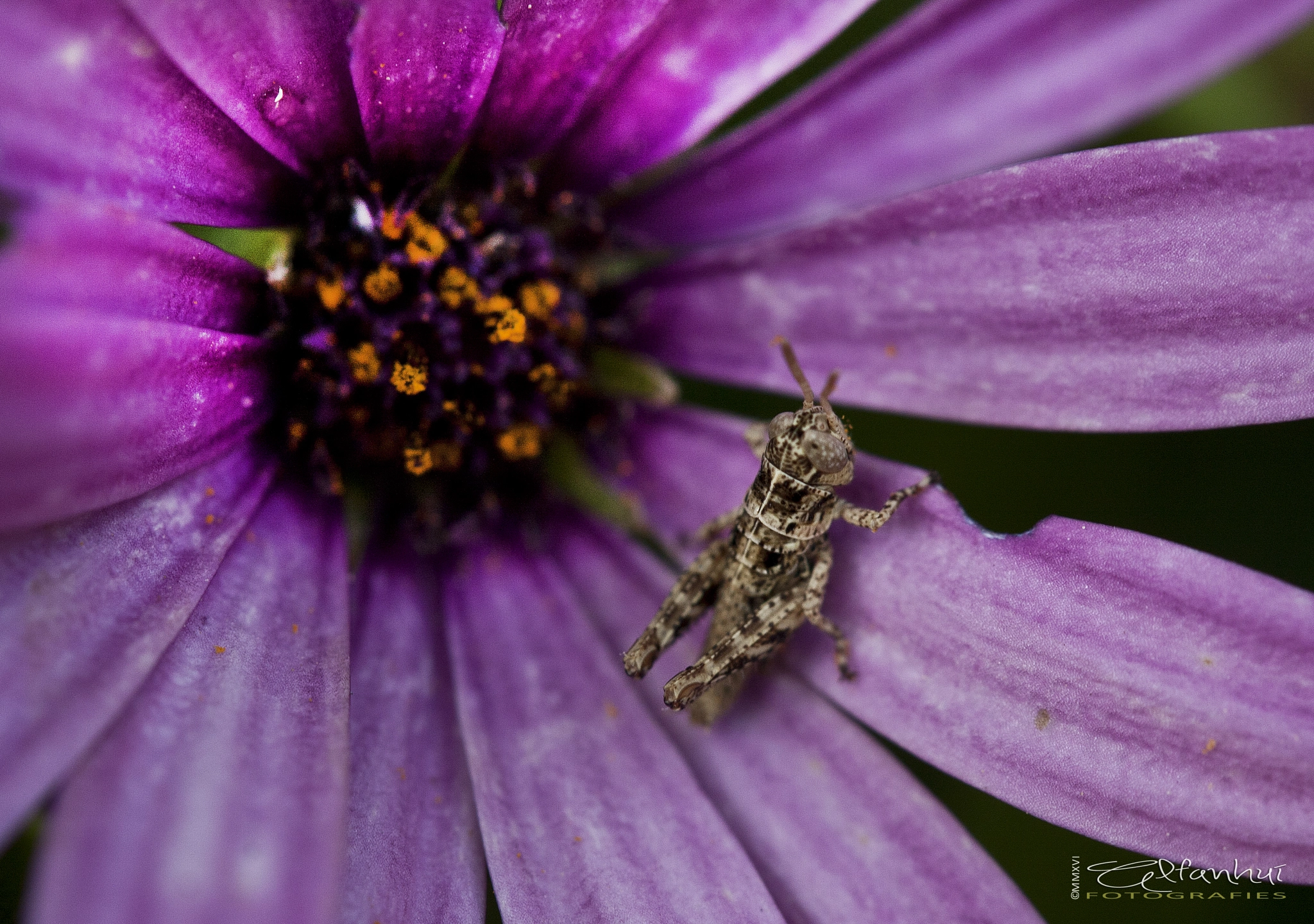 Canon EF-S 60mm F2.8 Macro USM sample photo. Tiny grasshopper photography