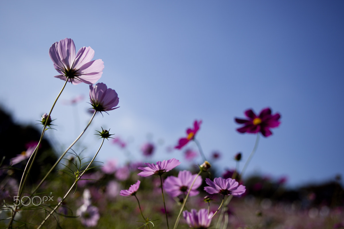 Canon EOS 5D Mark II + ZEISS Distagon T* 35mm F2 sample photo. Cosmos photography