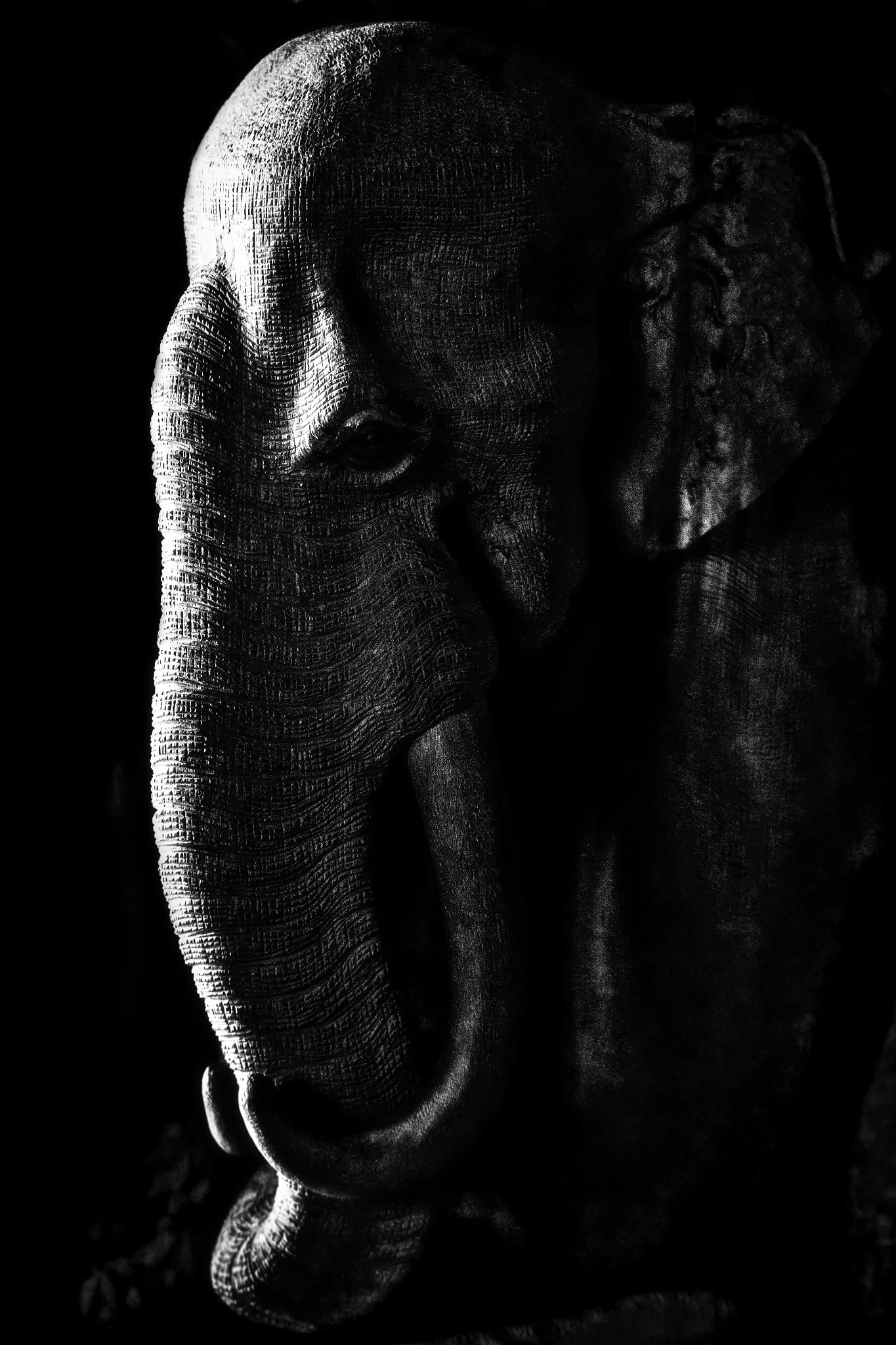 Tamron SP 150-600mm F5-6.3 Di VC USD sample photo. Elephant photography