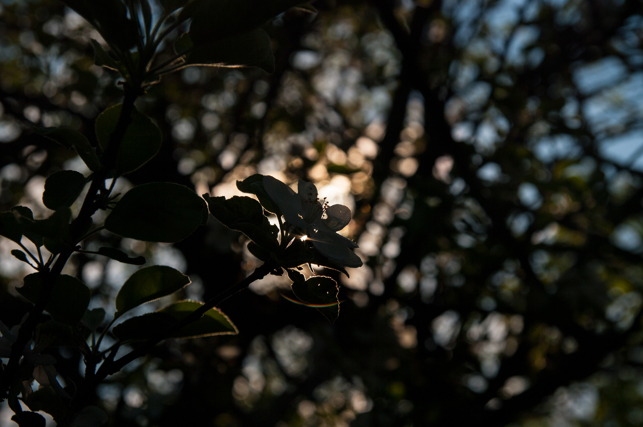 Pentax K20D sample photo. Imgp2128.jpg photography