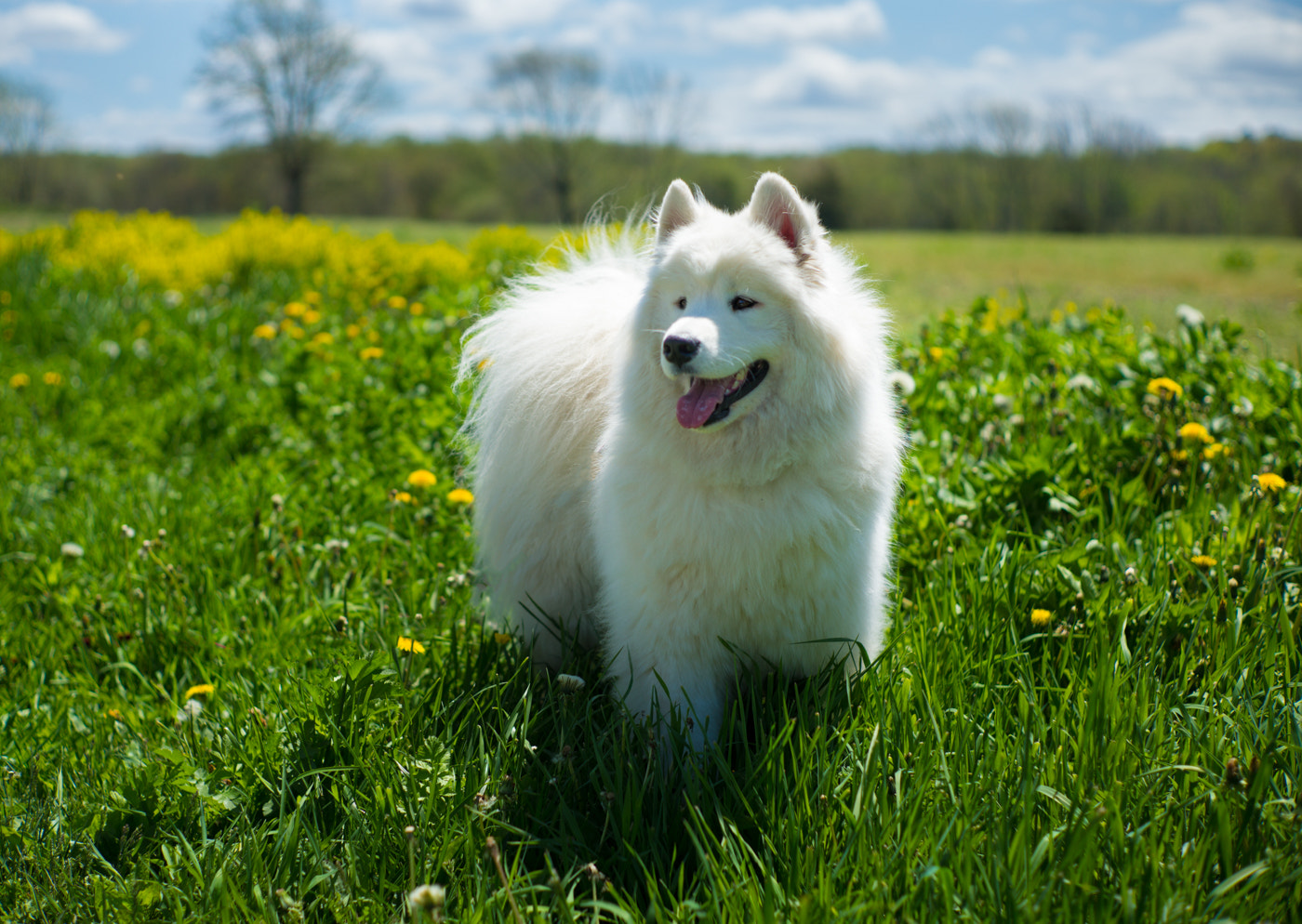 Summilux-M 1:1.4/50 sample photo. Samoyed in golden field photography