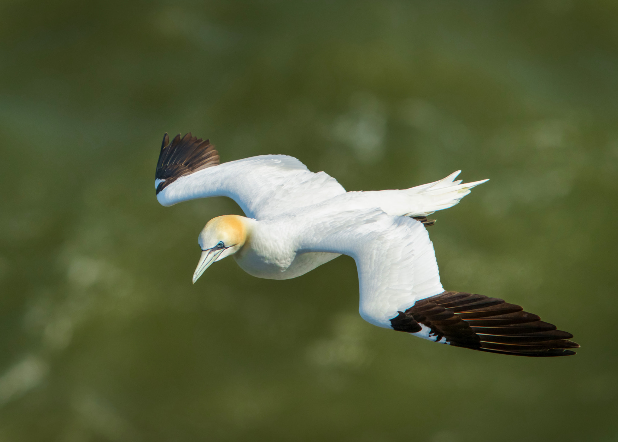 Nikon D800 + Sigma 500mm F4.5 EX DG HSM sample photo. Gannet photography