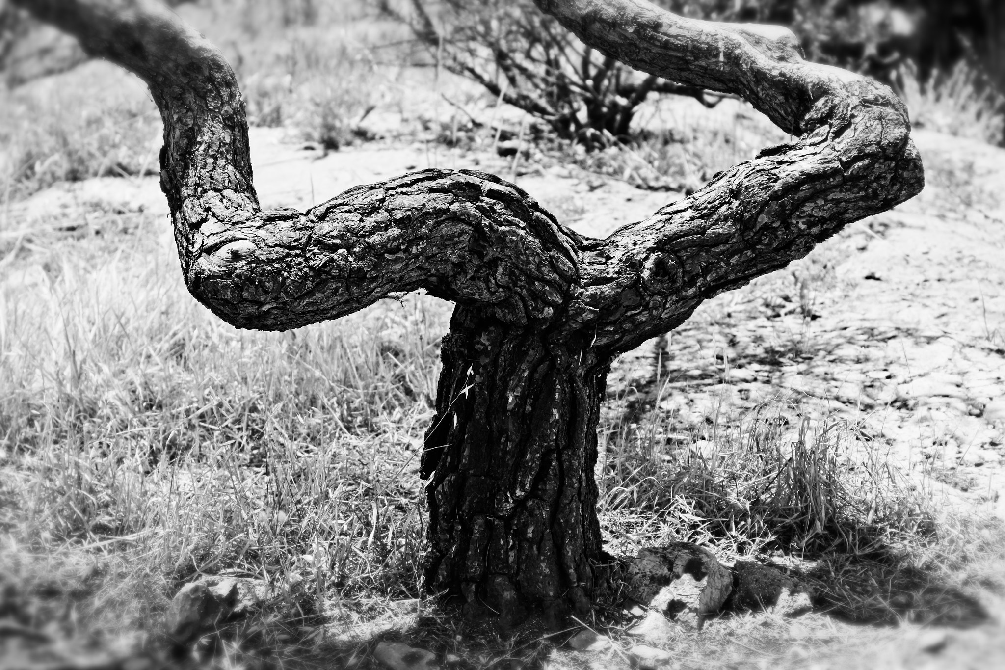 Canon EF 24-105mm F3.5-5.6 IS STM sample photo. Upside runner tree photography