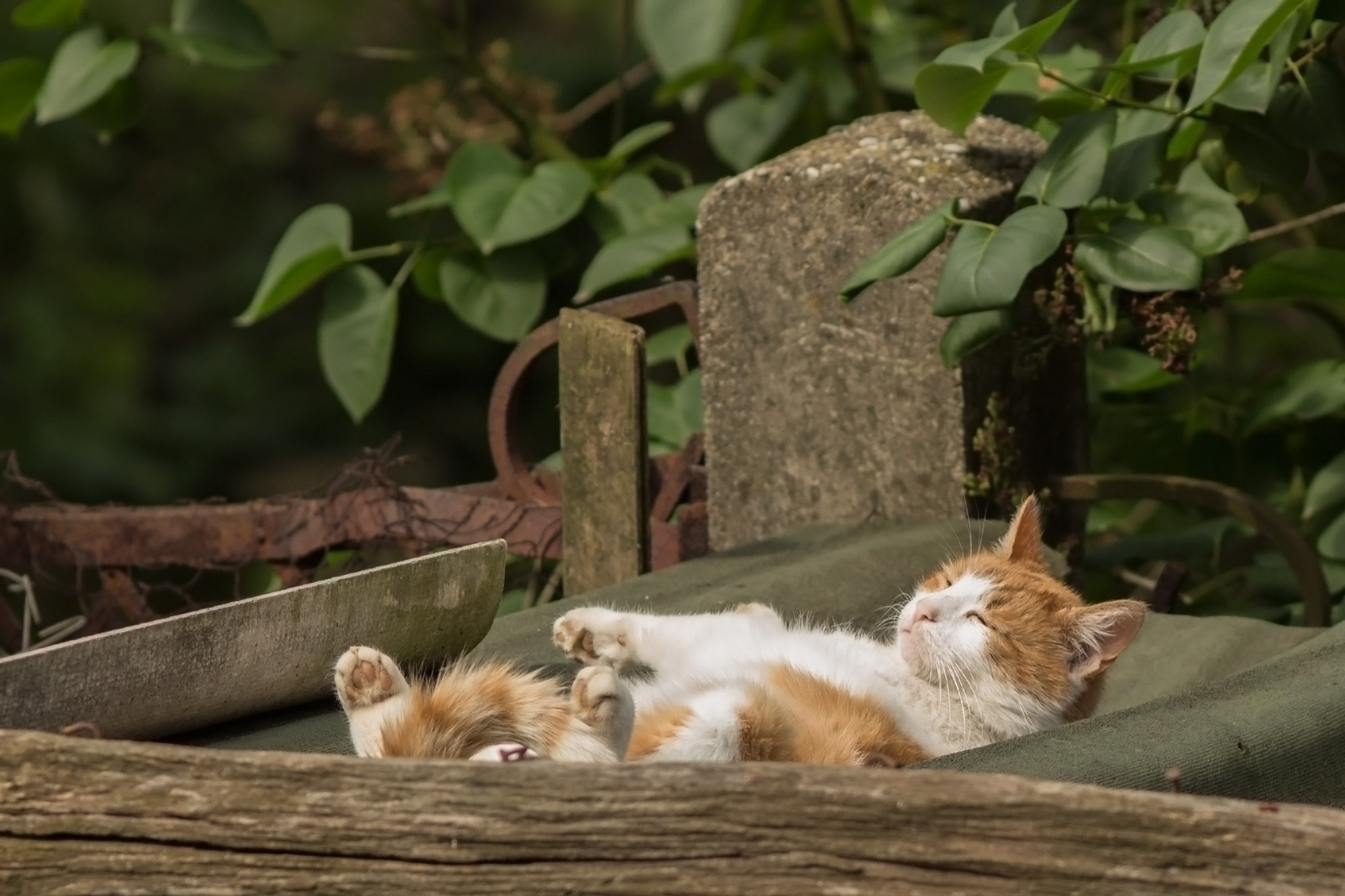 Canon EF 200mm F2.8L II USM sample photo. Life is hard photography