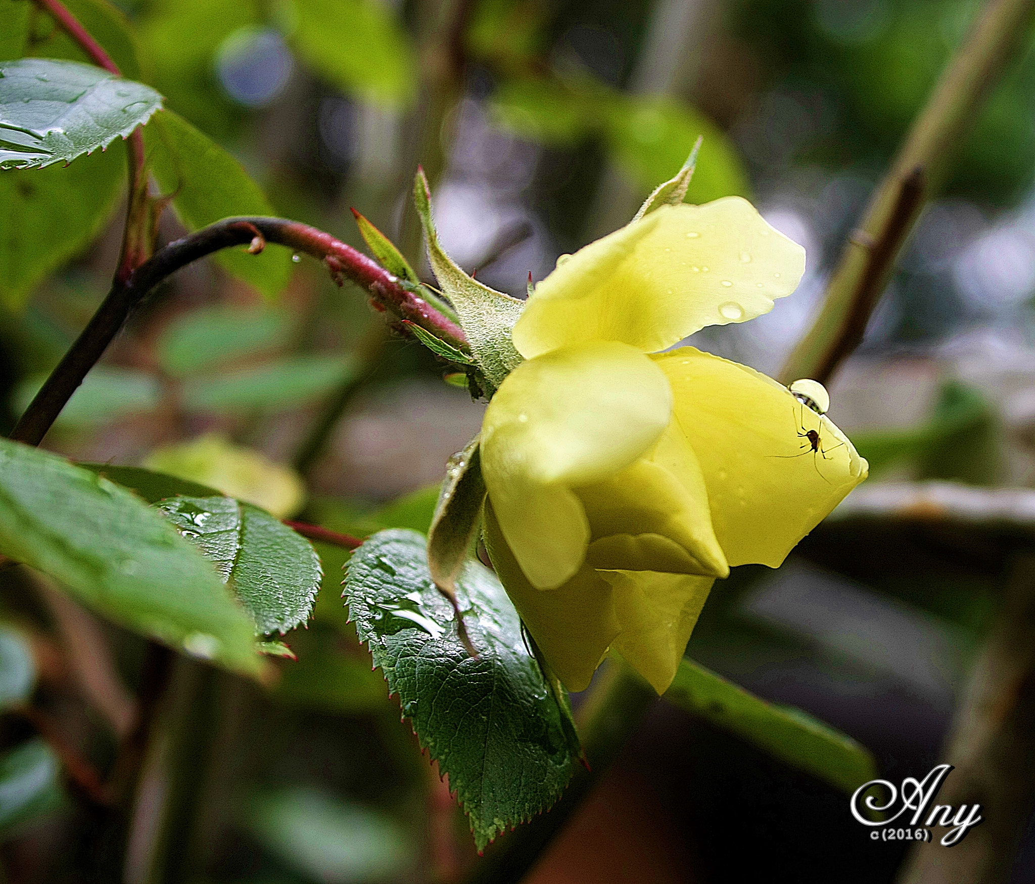 Canon EF-S 18-55mm F3.5-5.6 sample photo. ... photography