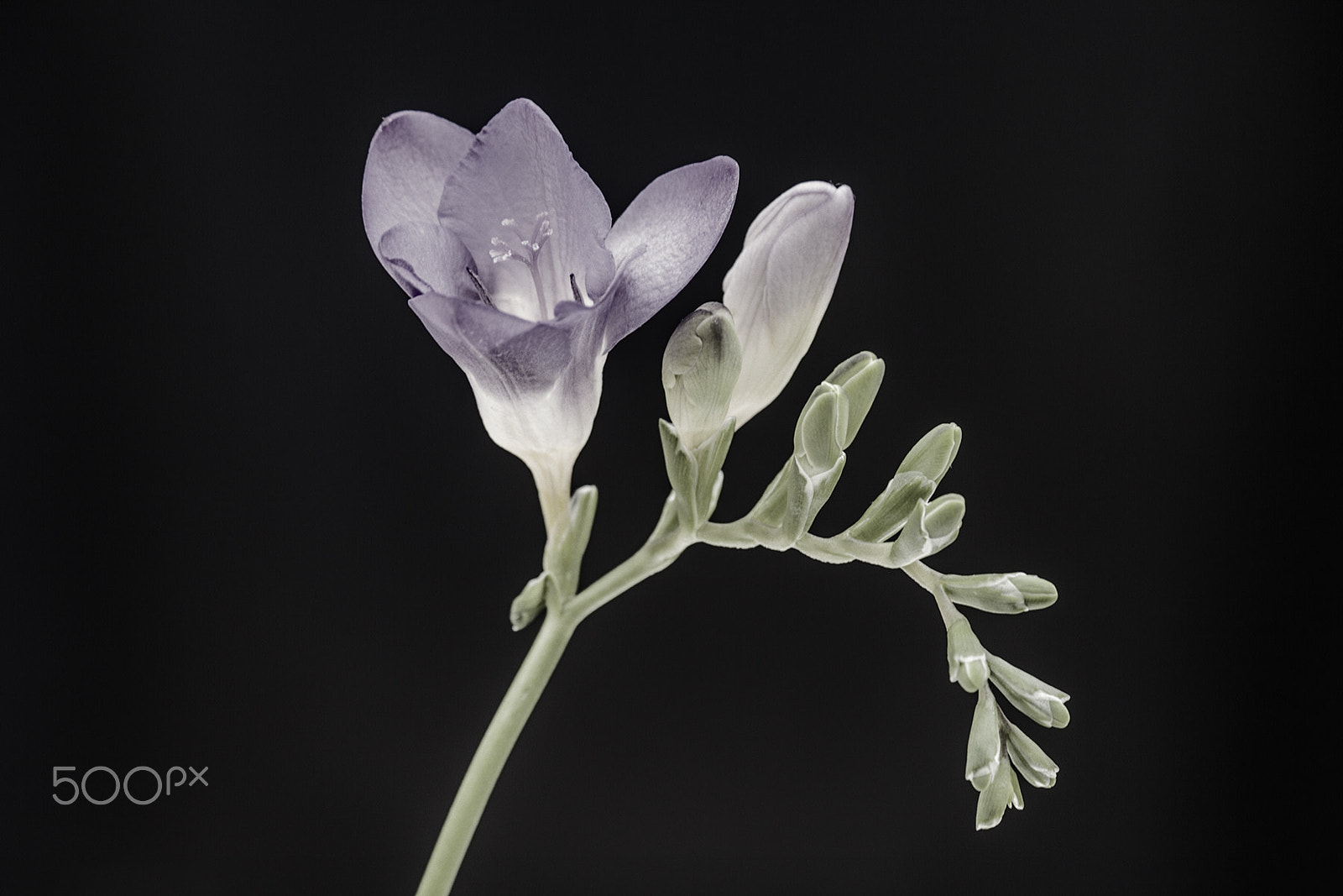 Canon EF 100-300mm F4.5-5.6 USM sample photo. Freesia photography