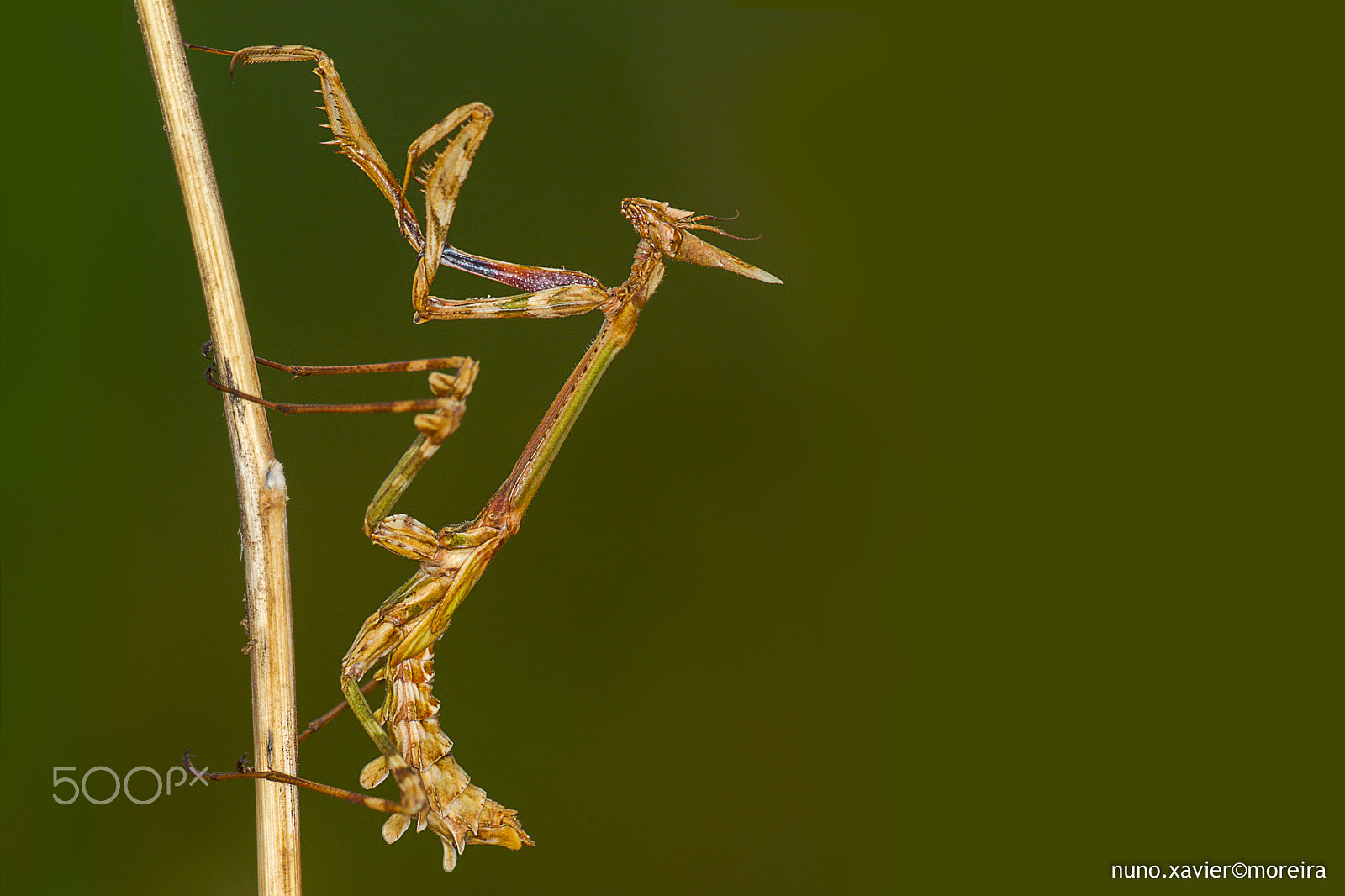 Sigma 150mm f/2.8 EX DG OS HSM APO Macro sample photo. Empusa photography