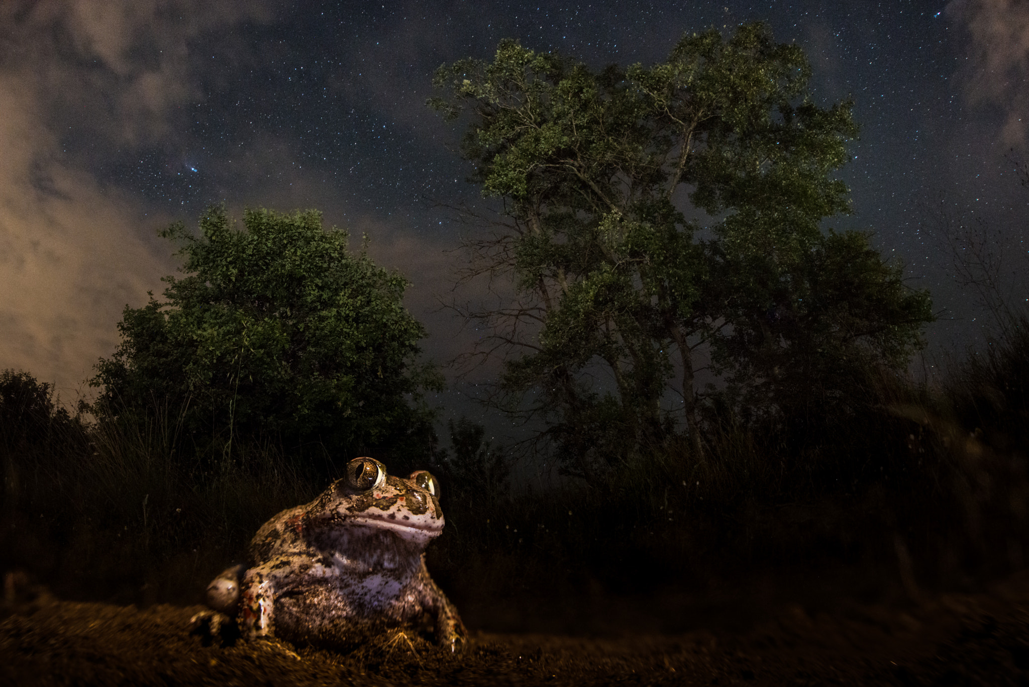 Nikon D800 + Sigma 15mm F2.8 EX DG Diagonal Fisheye sample photo. Syrian spade foot toad under the stars photography