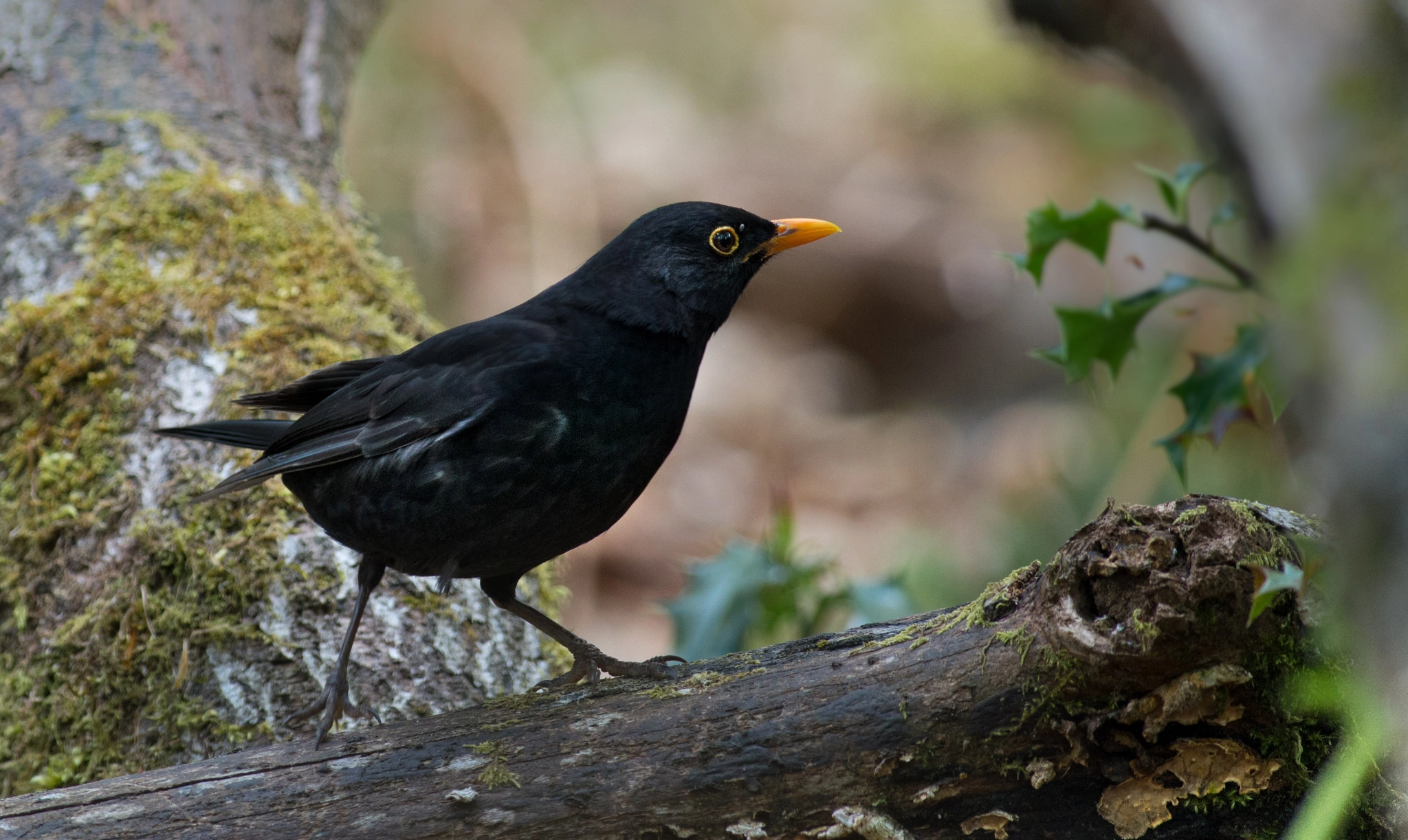 Pentax smc DA* 300mm F4.0 ED (IF) SDM sample photo. Blackbird/merel/amsel photography