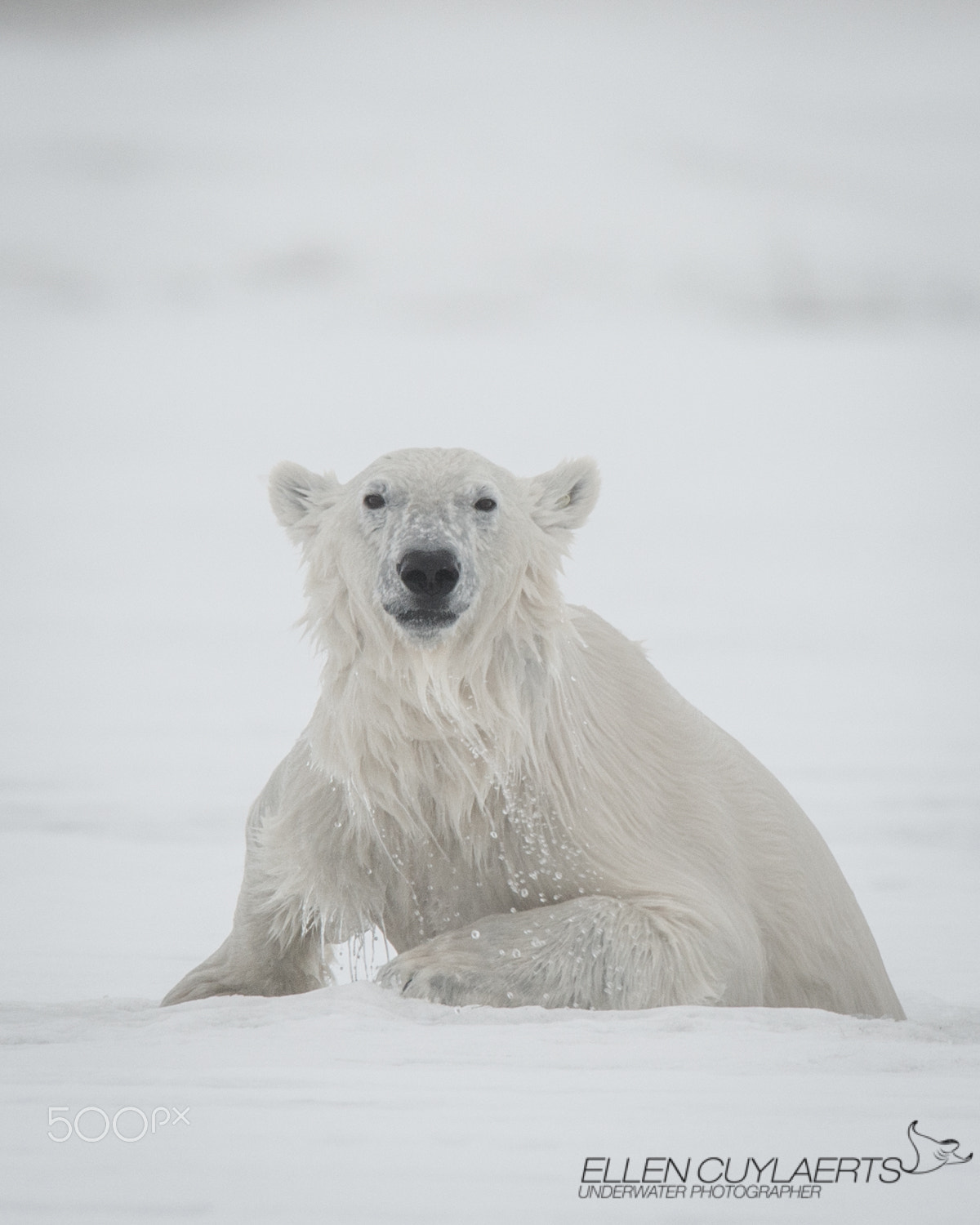 Nikon AF-S Nikkor 600mm F4E FL ED VR sample photo. Out of the blowhole photography