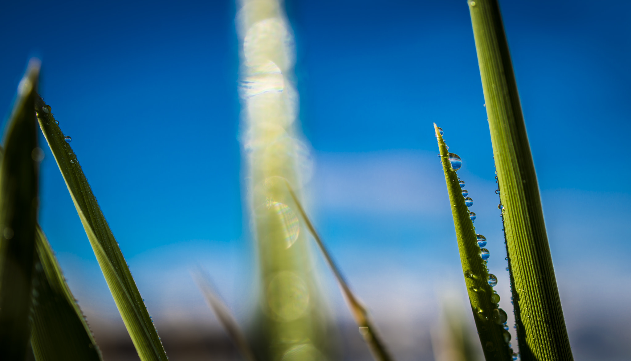 Nikon PC-E Nikkor 45mm F2.8D ED Tilt-Shift sample photo. Macro view photography