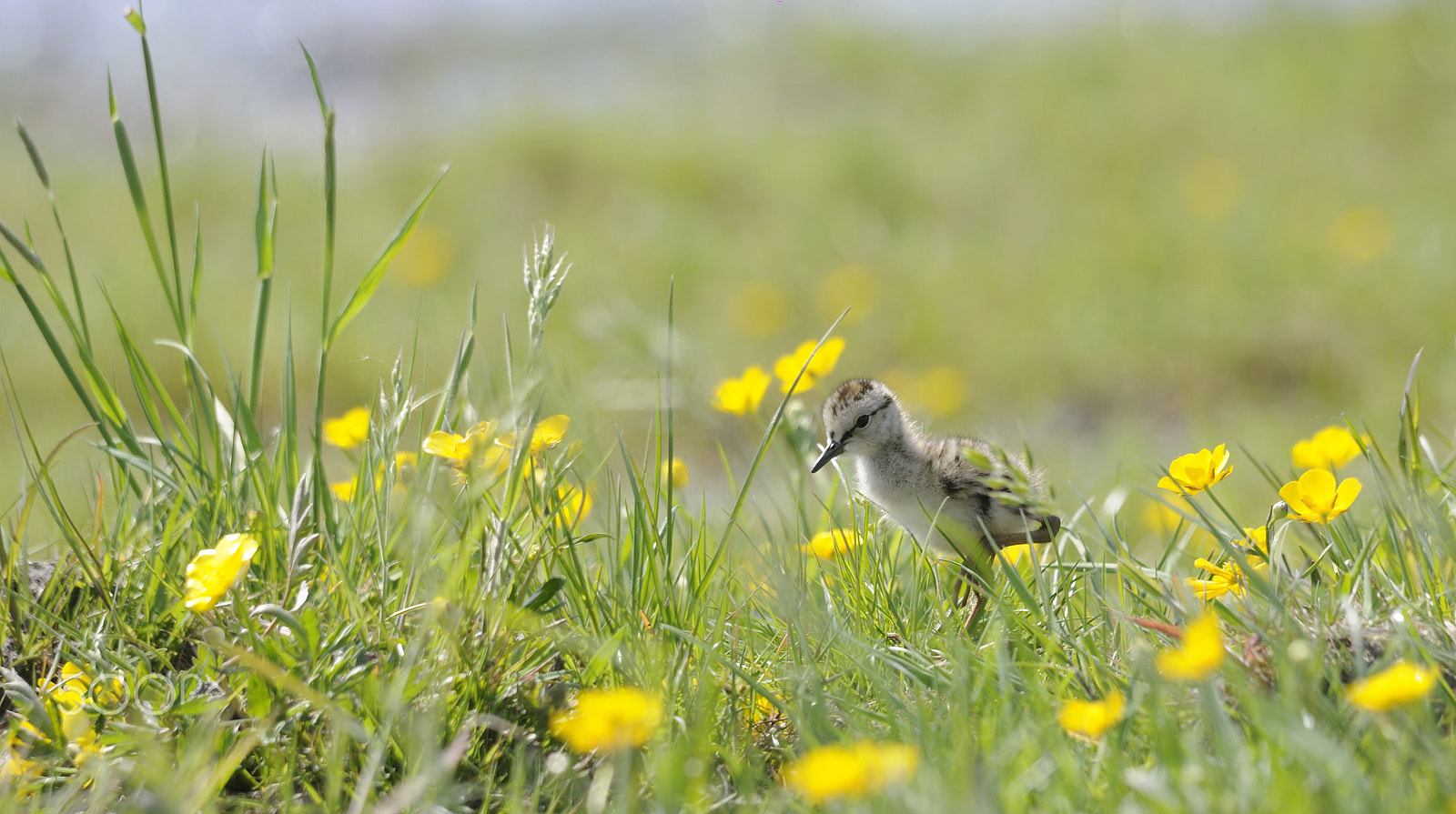 Nikon D300S + Sigma 150-500mm F5-6.3 DG OS HSM sample photo. A young redshank discovering the world photography