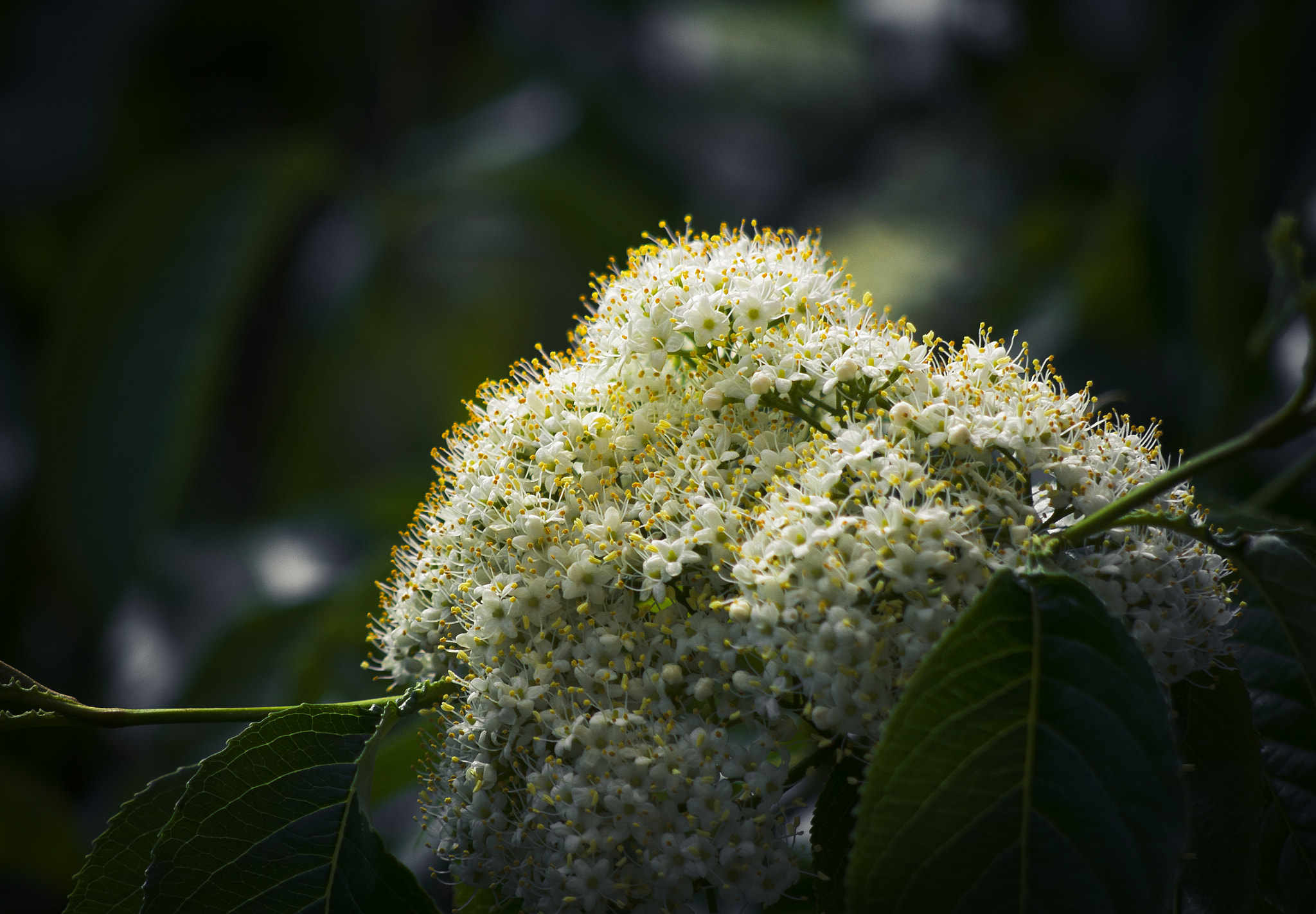 Olympus OM-D E-M5 + Panasonic Lumix G Vario 45-200mm F4-5.6 OIS sample photo. May flower photography