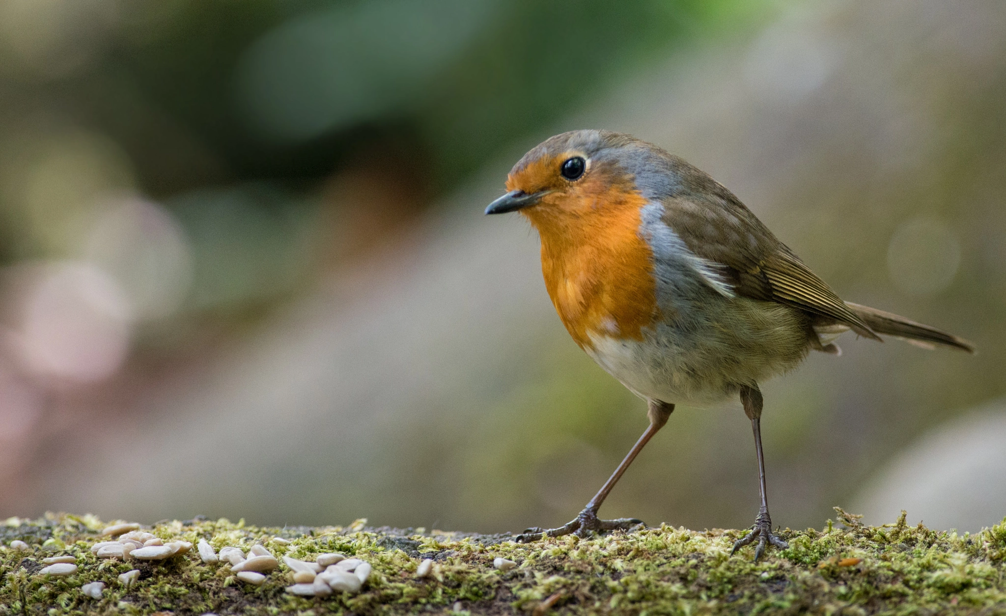 Pentax smc DA* 300mm F4.0 ED (IF) SDM sample photo. Robin/roodborst/rotkehlchen photography