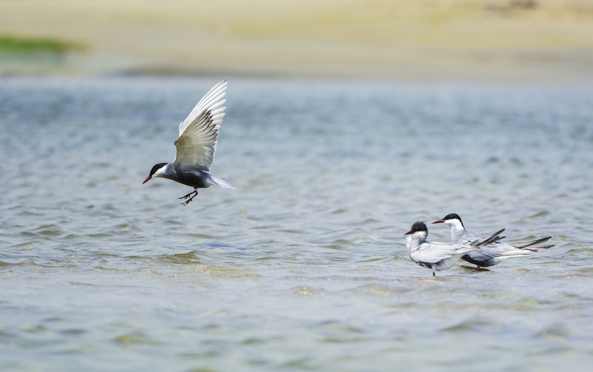 Nikon Nikkor AF-S 300mm F4E PF ED VR sample photo. Whiskered tern photography