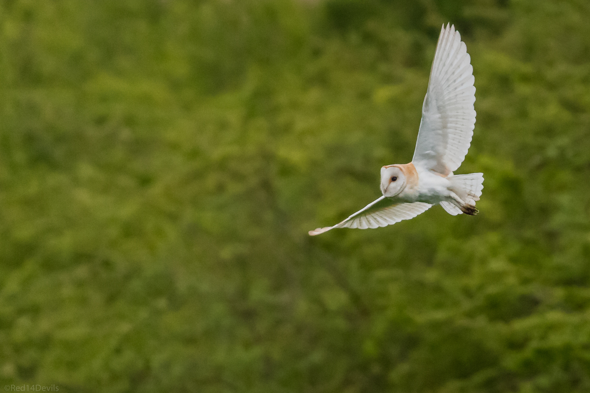 Canon EF 100-400mm F4.5-5.6L IS II USM sample photo. Barn owl photography