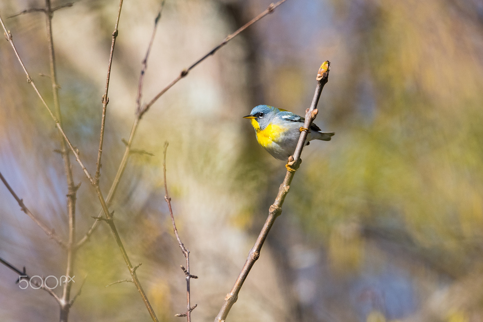 Nikon AF-S Nikkor 500mm F4E FL ED VR sample photo. Northern parula in the woods photography