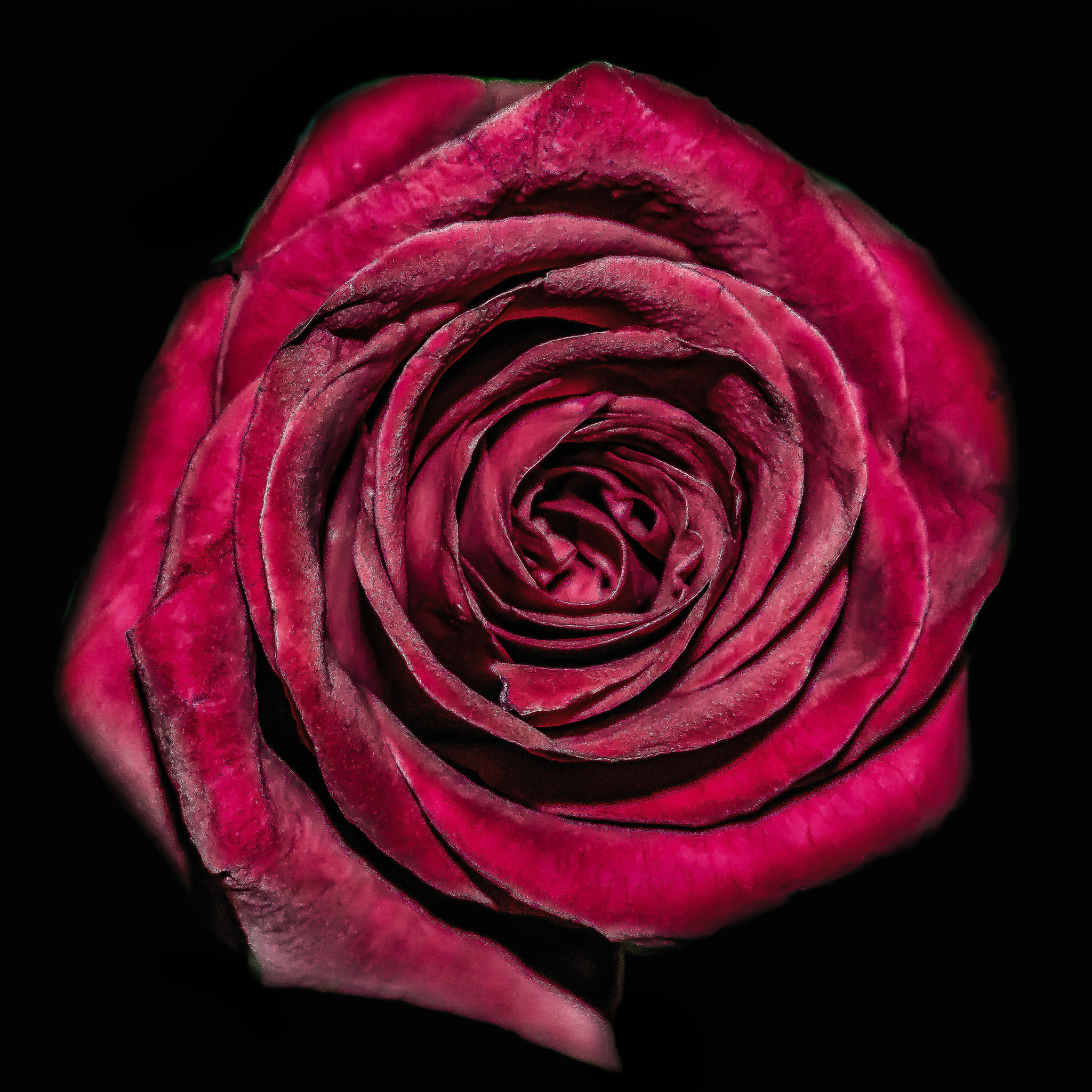 Canon EOS 760D (EOS Rebel T6s / EOS 8000D) sample photo. Rose beauty photography