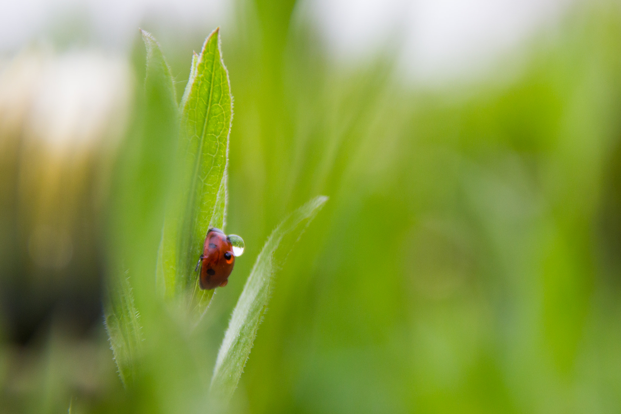 Sigma 18-125mm F3.8-5.6 DC OS HSM sample photo. 20160514_9999_11.jpg photography