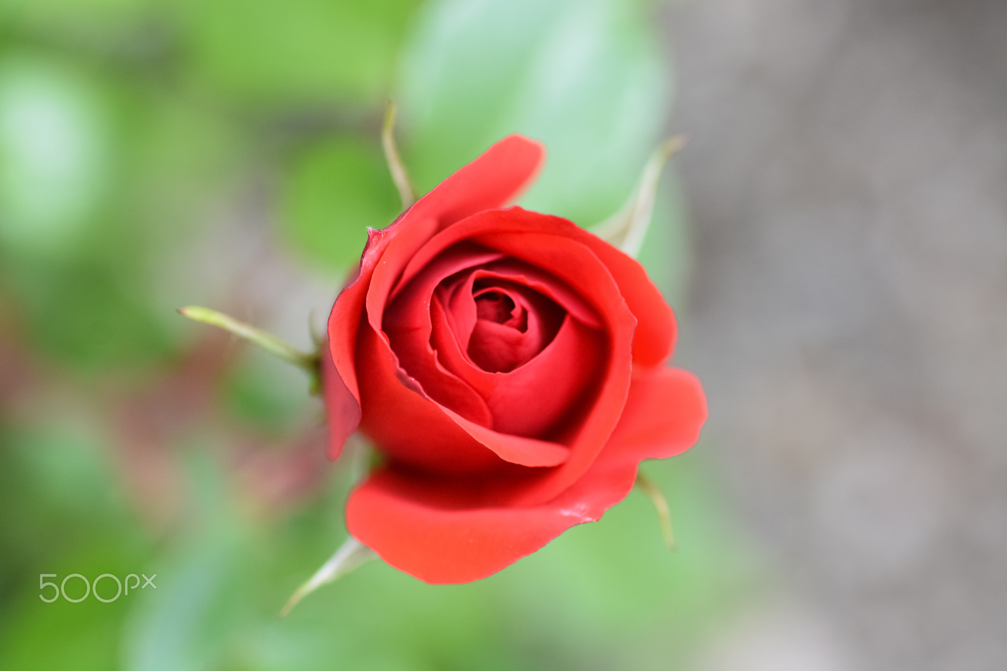 Rose of May
