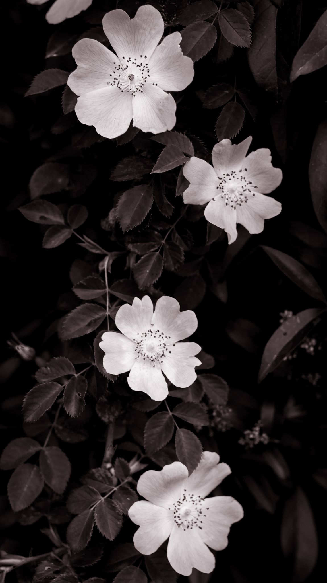 Sony Planar T* 50mm F1.4 ZA SSM sample photo. Rosa canina flower photography