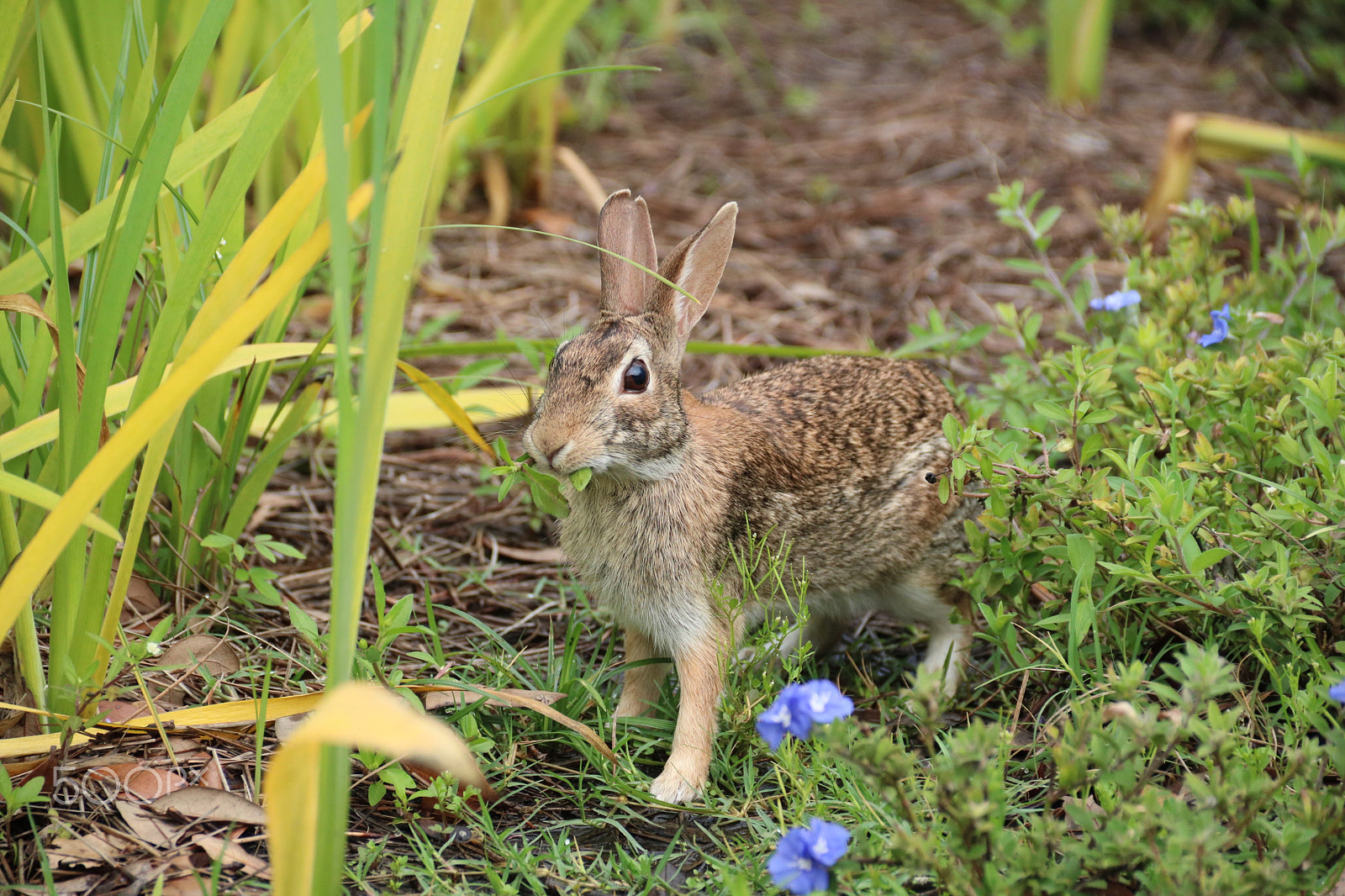 Canon EOS 750D (EOS Rebel T6i / EOS Kiss X8i) sample photo. Bunny 7976 photography