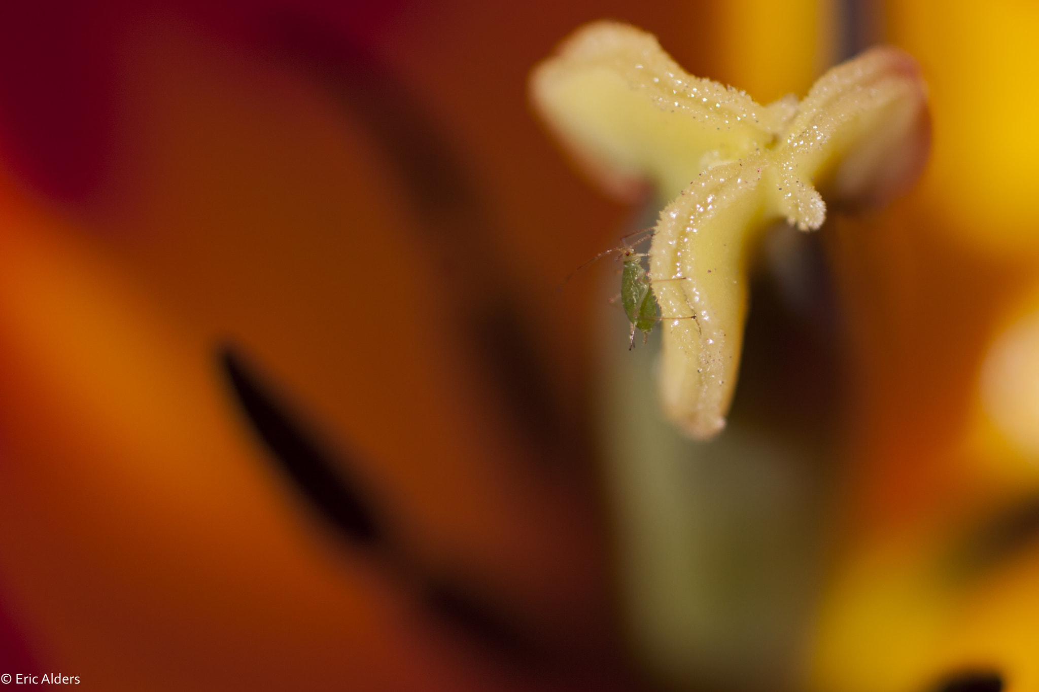Sigma 70mm F2.8 EX DG Macro sample photo. Bug photography