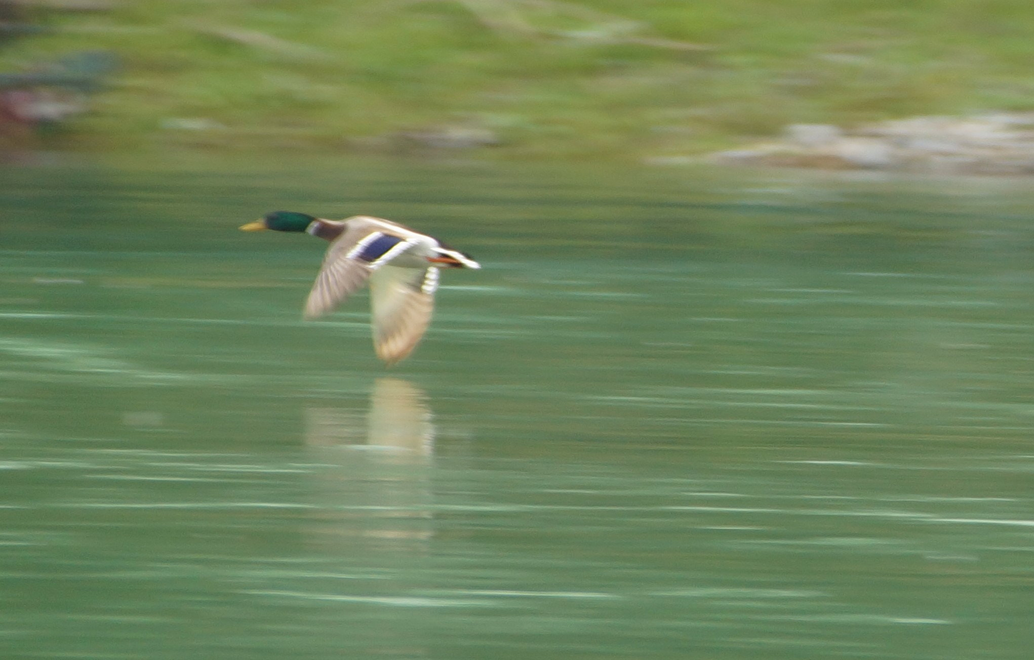 Sony SLT-A77 + DT 18-300mm F3.5-6.3 sample photo. Speed photography