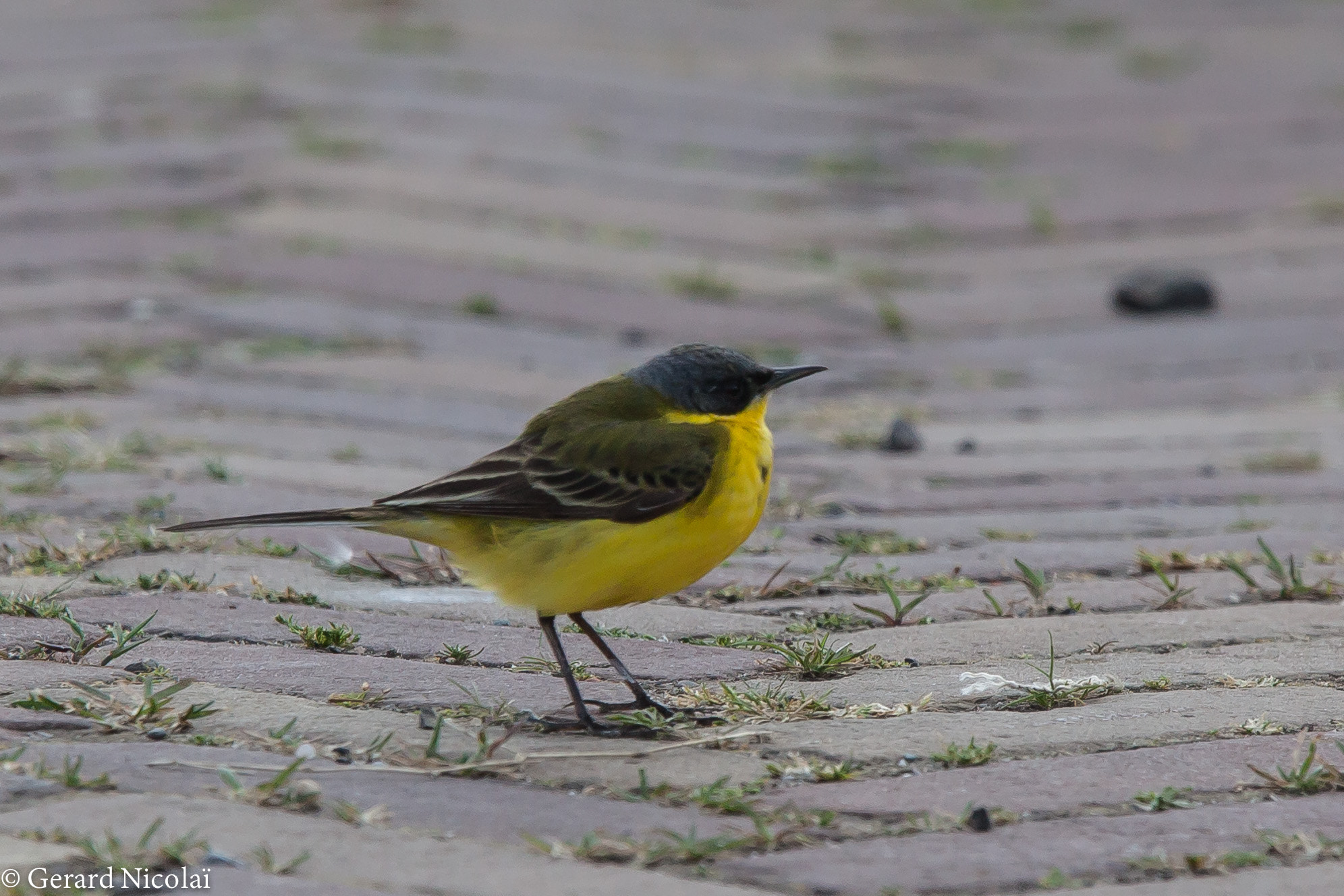 Canon EF 300mm F2.8L IS USM sample photo. Yellow wagtail (scandinavia) photography