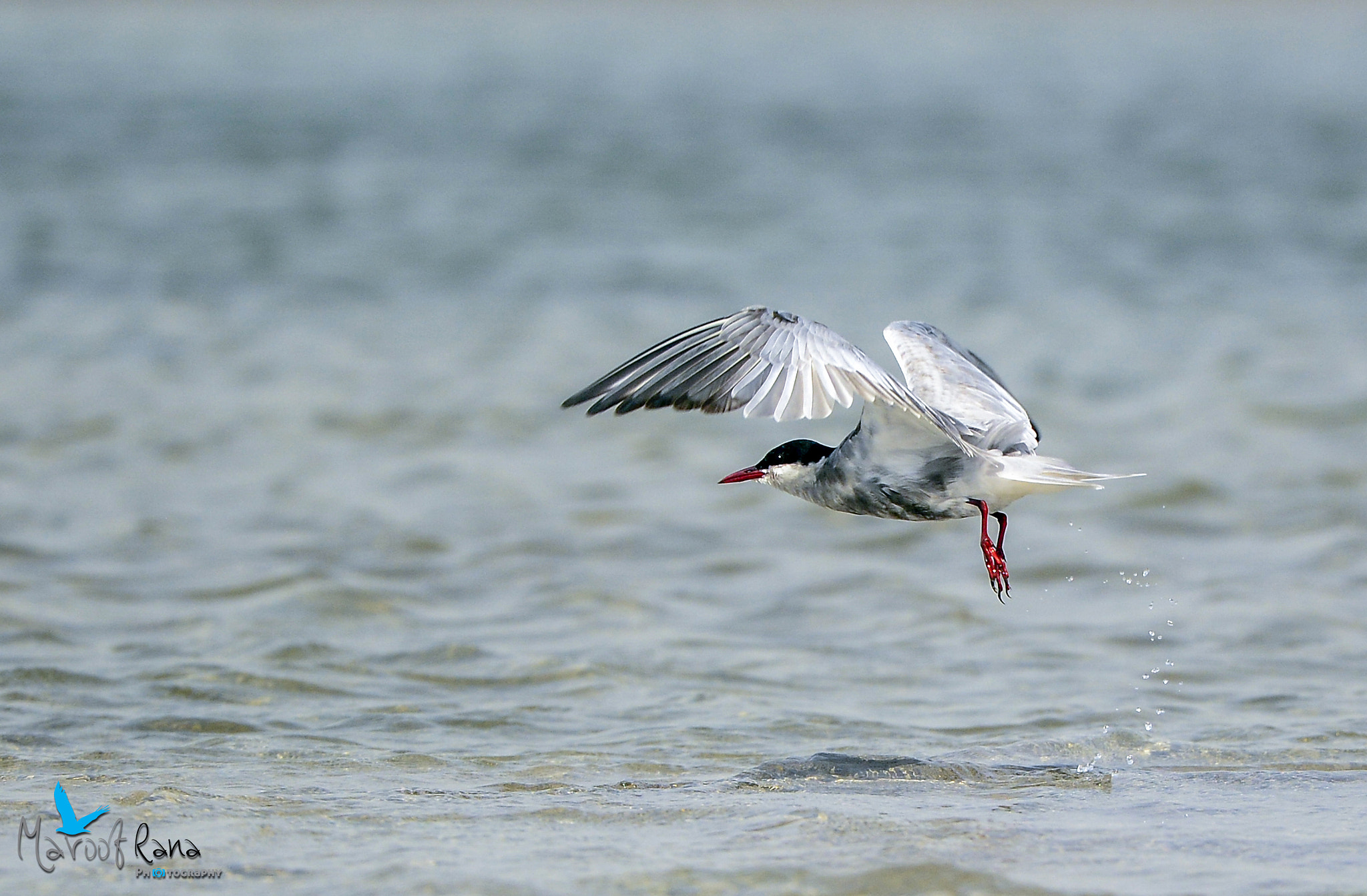 Nikon Nikkor AF-S 300mm F4E PF ED VR sample photo. Whiskered tern photography