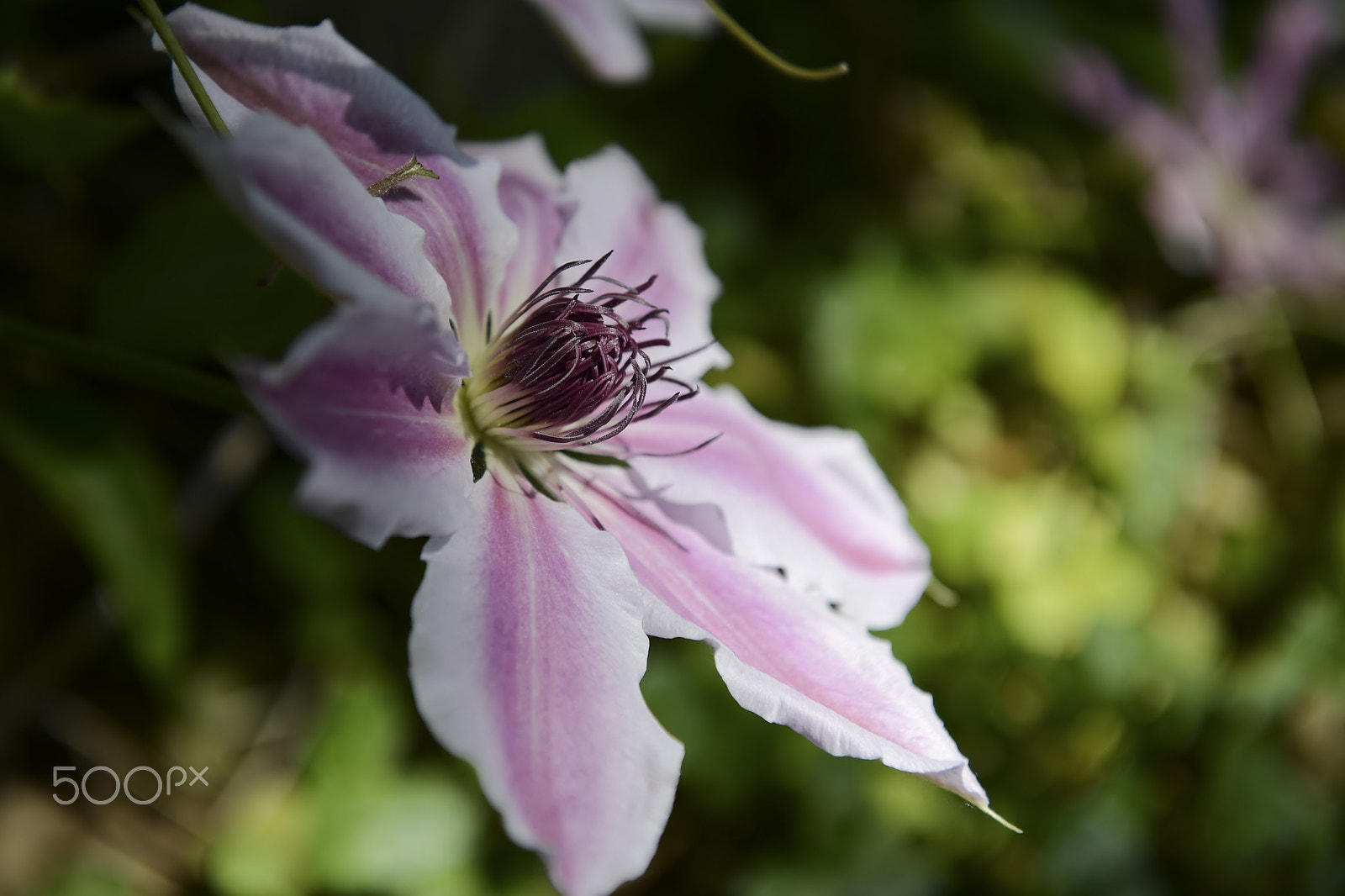 Nikon D4 sample photo. Clematis photography