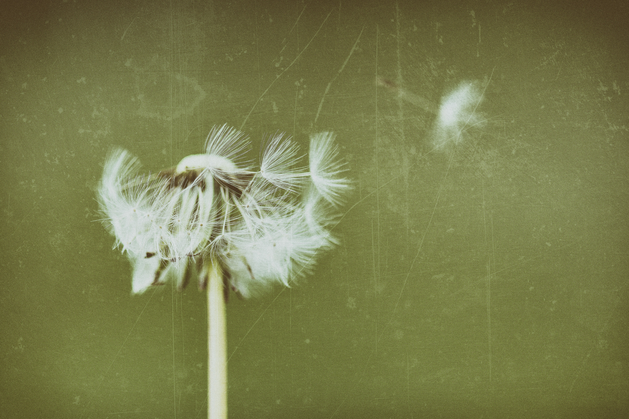 Nikon D7100 + AF Micro-Nikkor 105mm f/2.8 sample photo. Dandelion photography