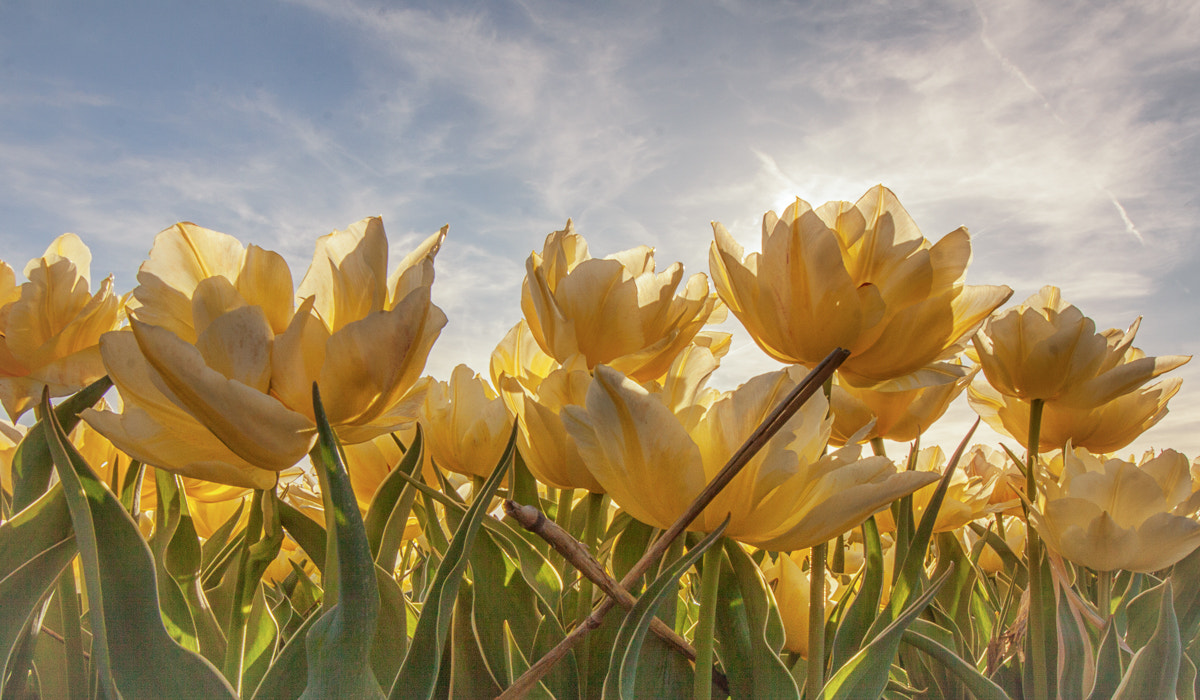 Canon EF-S 10-18mm F4.5–5.6 IS STM sample photo. Reaching for the sun photography