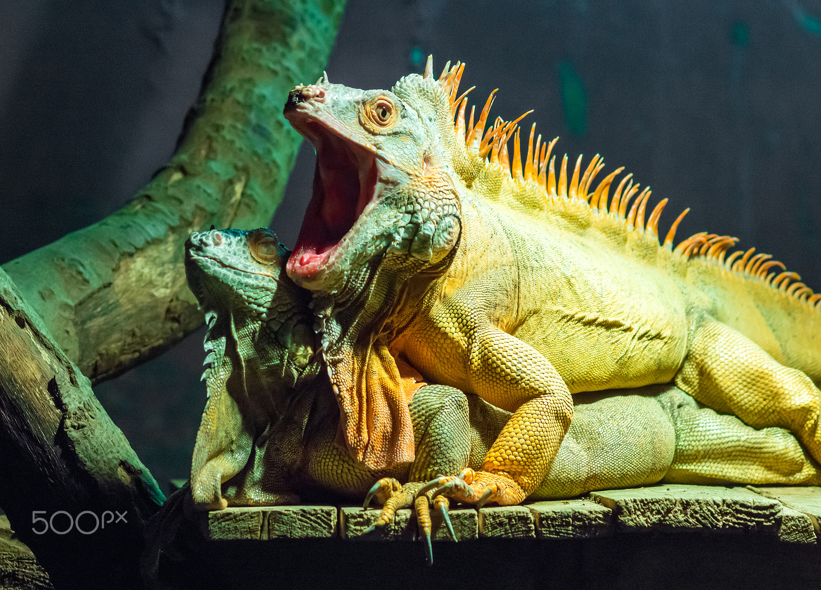 Sony SLT-A65 (SLT-A65V) + Minolta AF 100mm F2.8 Macro [New] sample photo. Bored iguana photography