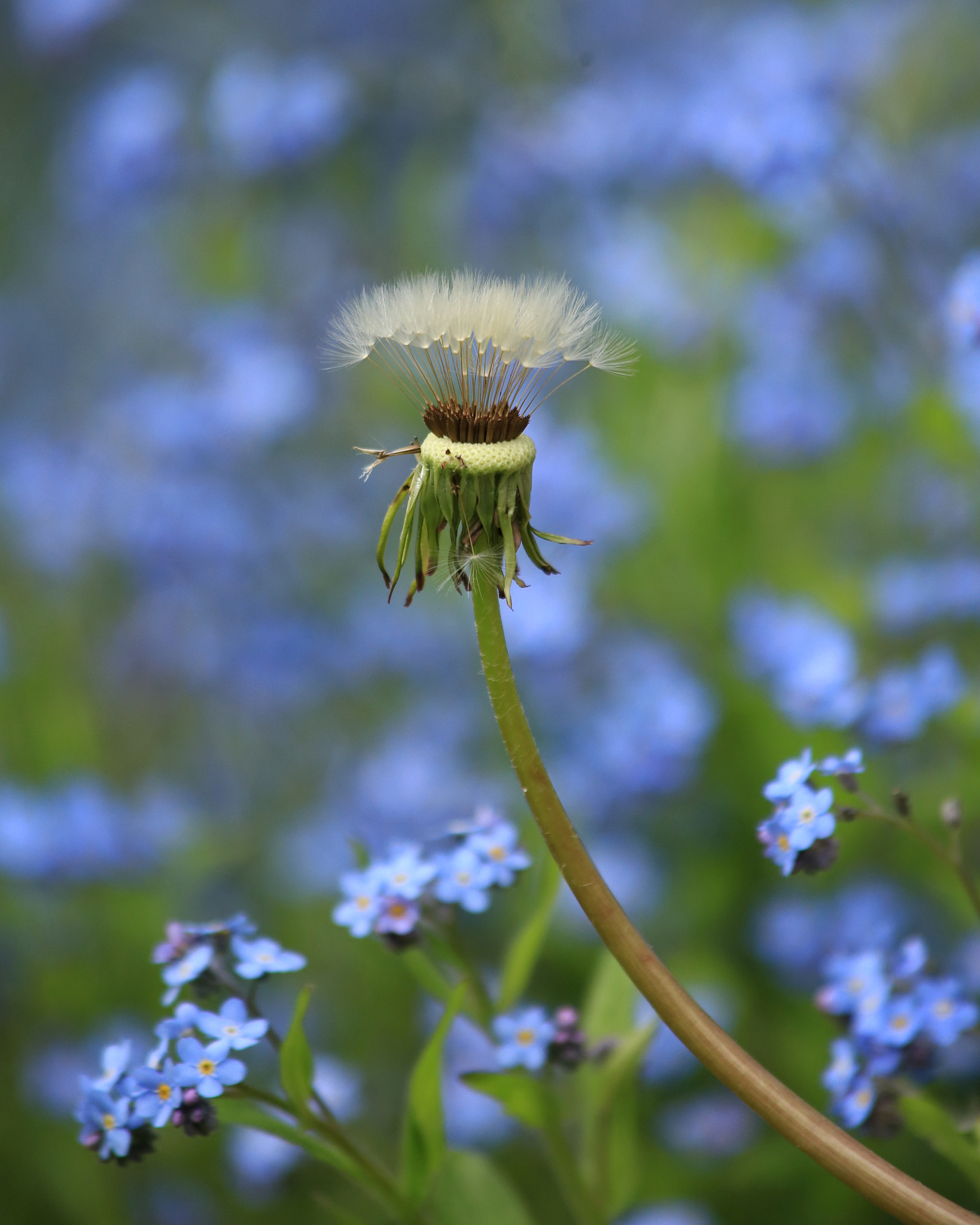 Canon EF 70-300mm F4-5.6 IS USM sample photo