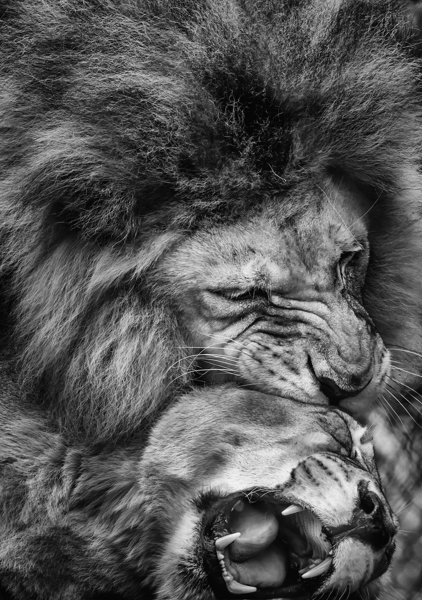 Nikon Nikkor AF-S 300mm F4E PF ED VR sample photo. Lion flirting photography