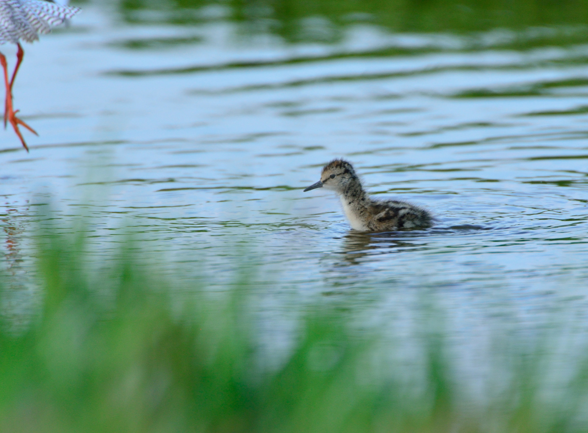 Nikon D600 sample photo. Tureluur photography