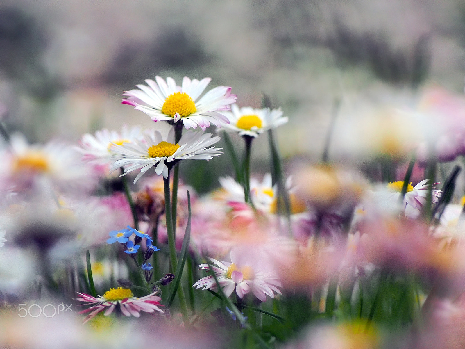 Olympus PEN E-PL5 sample photo. Micro forest photography