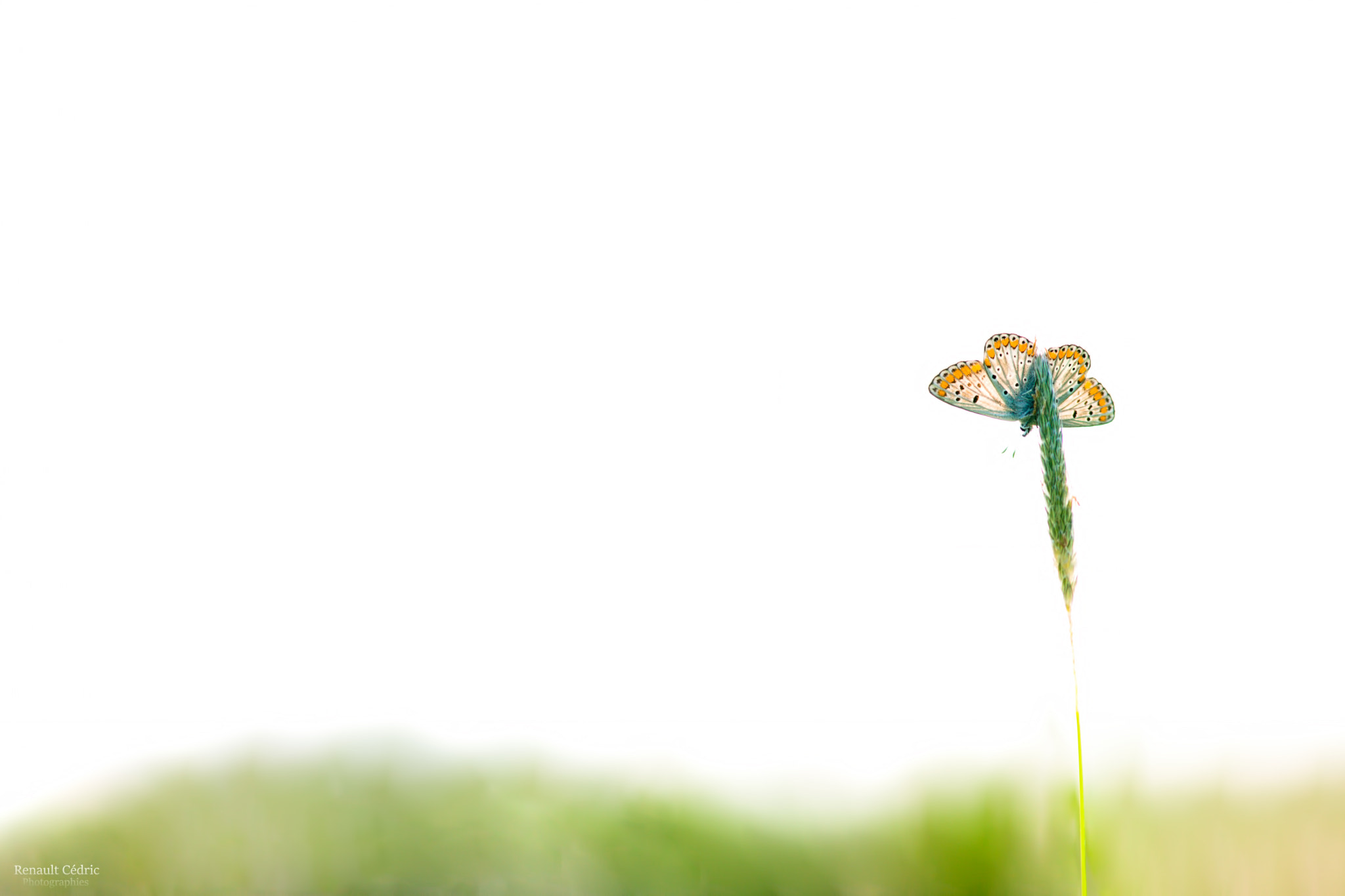 Canon EF 300mm F4L IS USM sample photo. L'irreversible photography