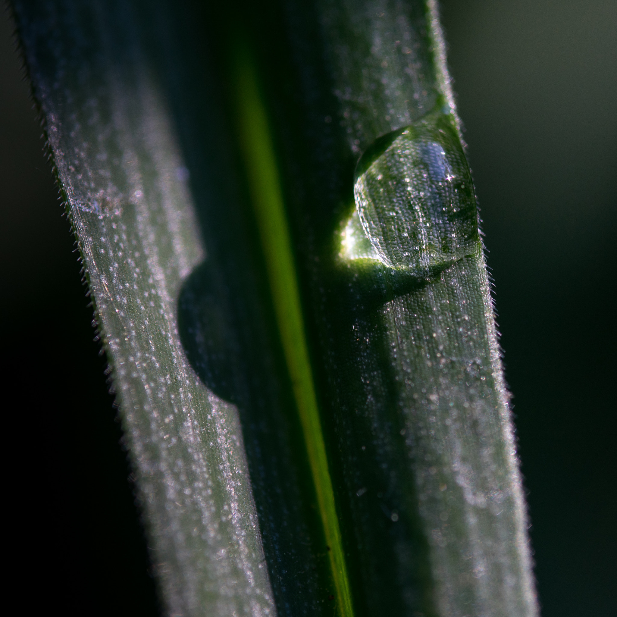 Tamron SP AF 180mm F3.5 Di LD (IF) Macro sample photo. Drop photography