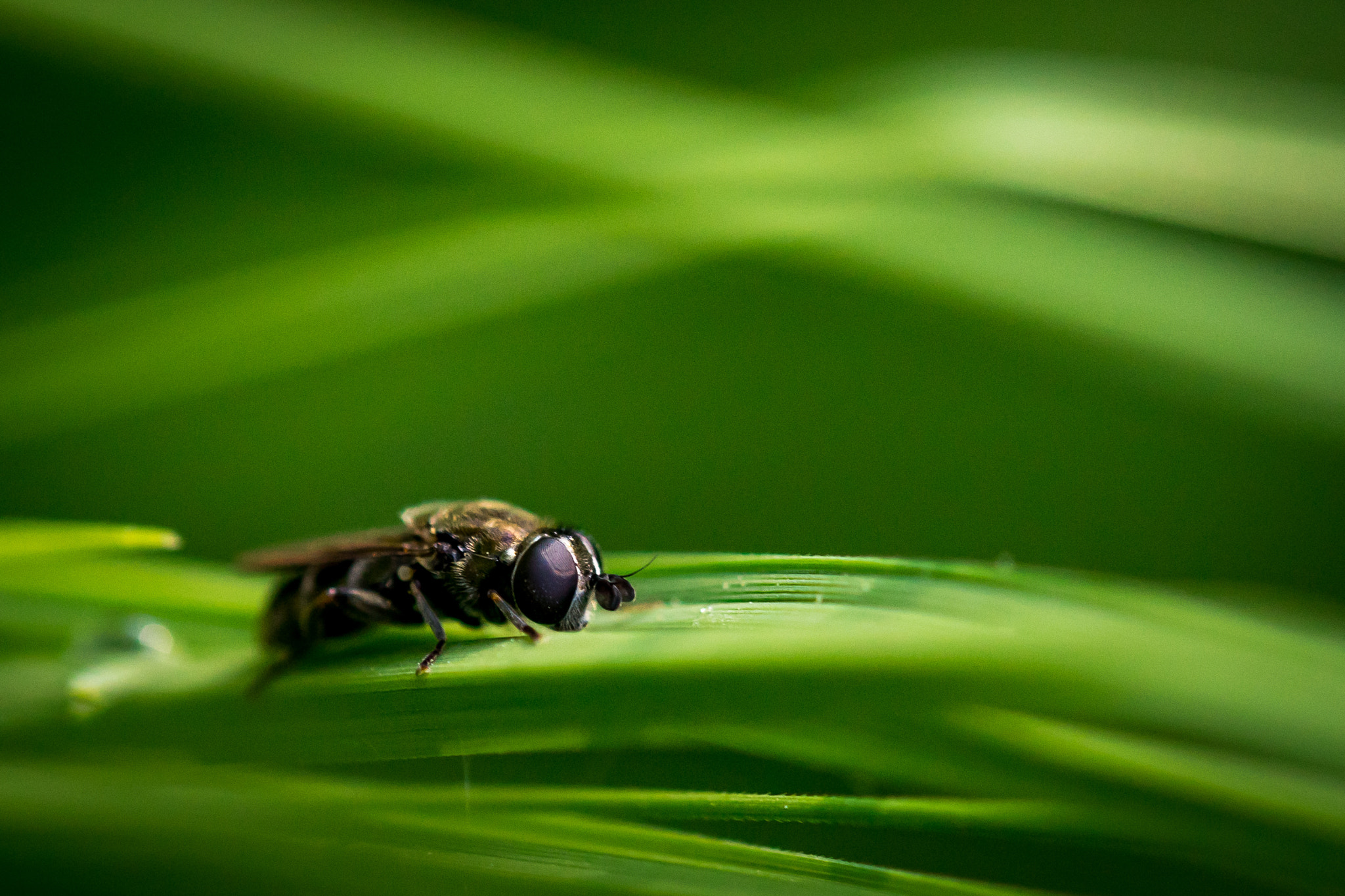 Tamron SP AF 180mm F3.5 Di LD (IF) Macro sample photo. Flying alone photography