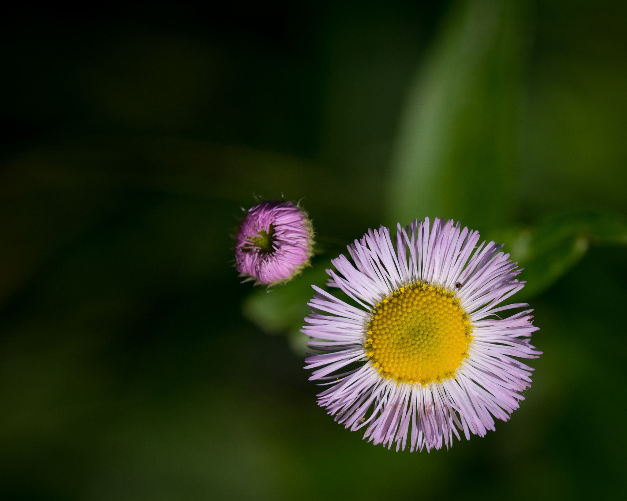 Tamron SP AF 180mm F3.5 Di LD (IF) Macro sample photo. In orbit photography