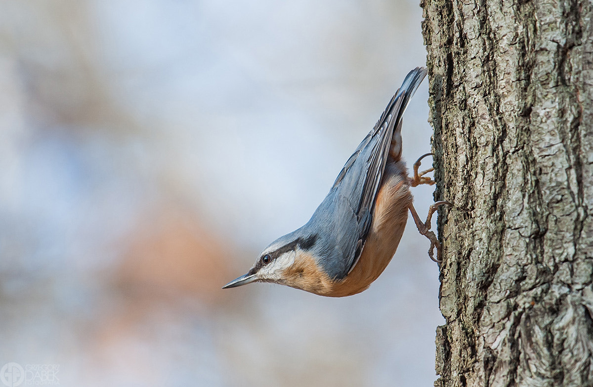 Nikon AF-S Nikkor 200-500mm F5.6E ED VR sample photo. Wood nuthatch photography
